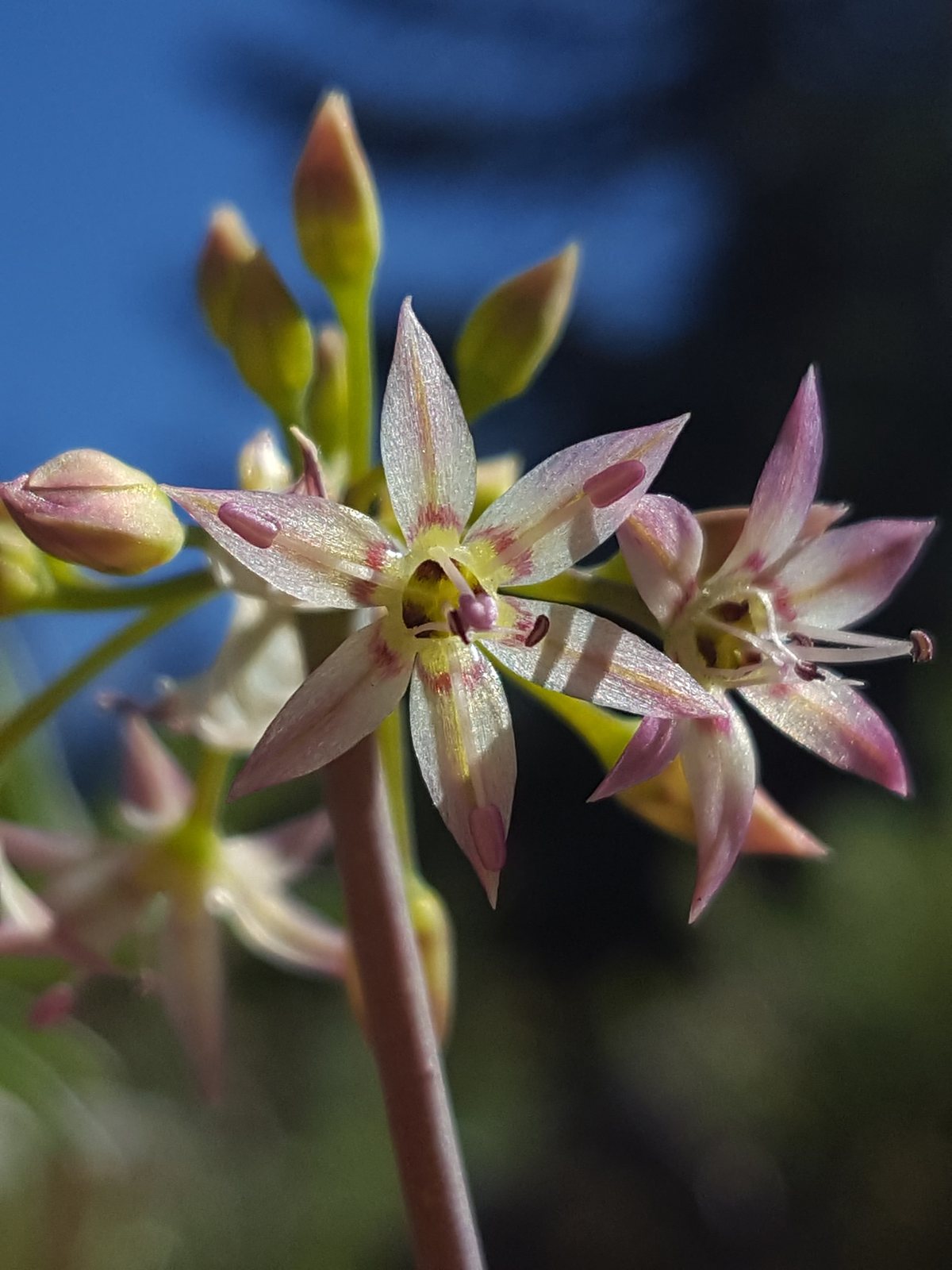Millenium ornamental onion