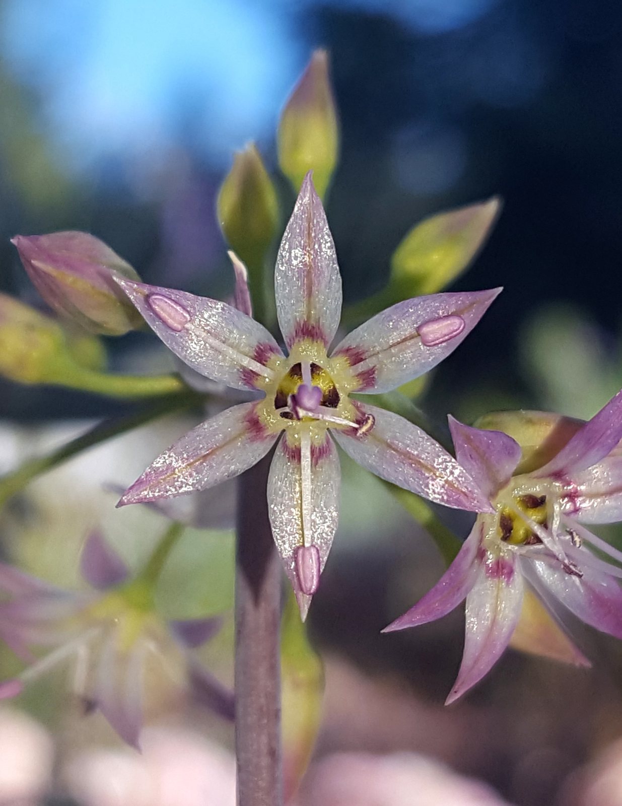 Millenium ornamental onion
