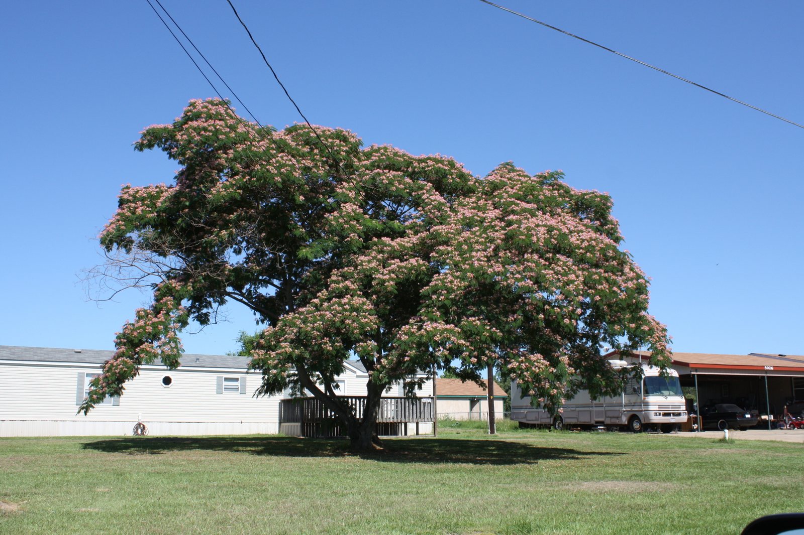 Mimosa tree