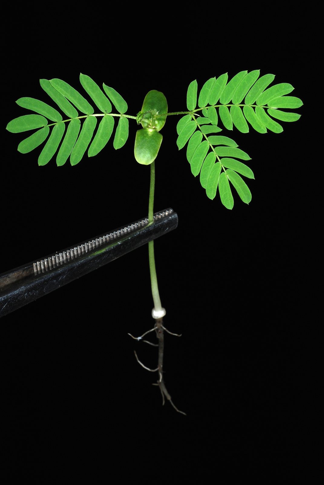 Mimosa tree