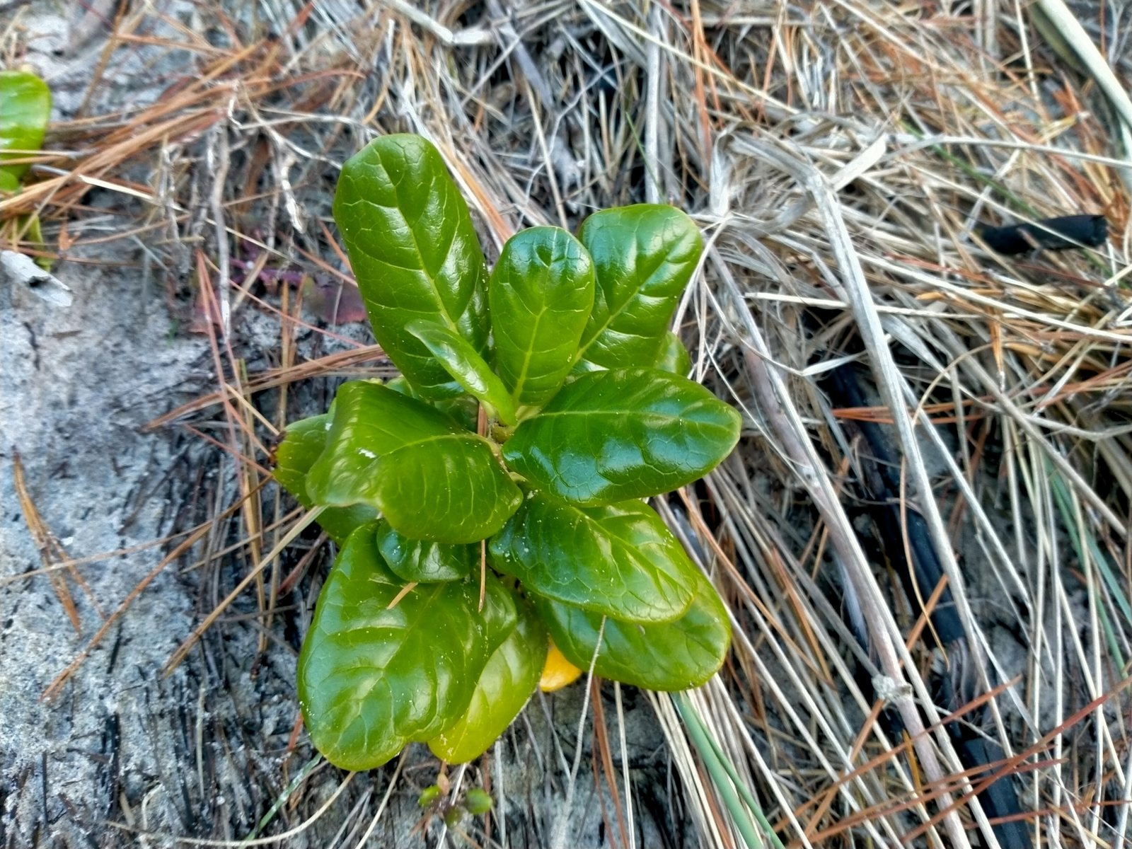 Mirror bush