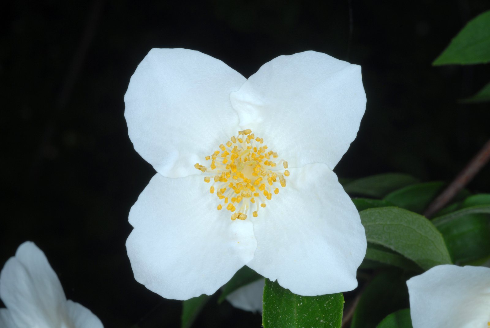 Mock orange 'Virginal'