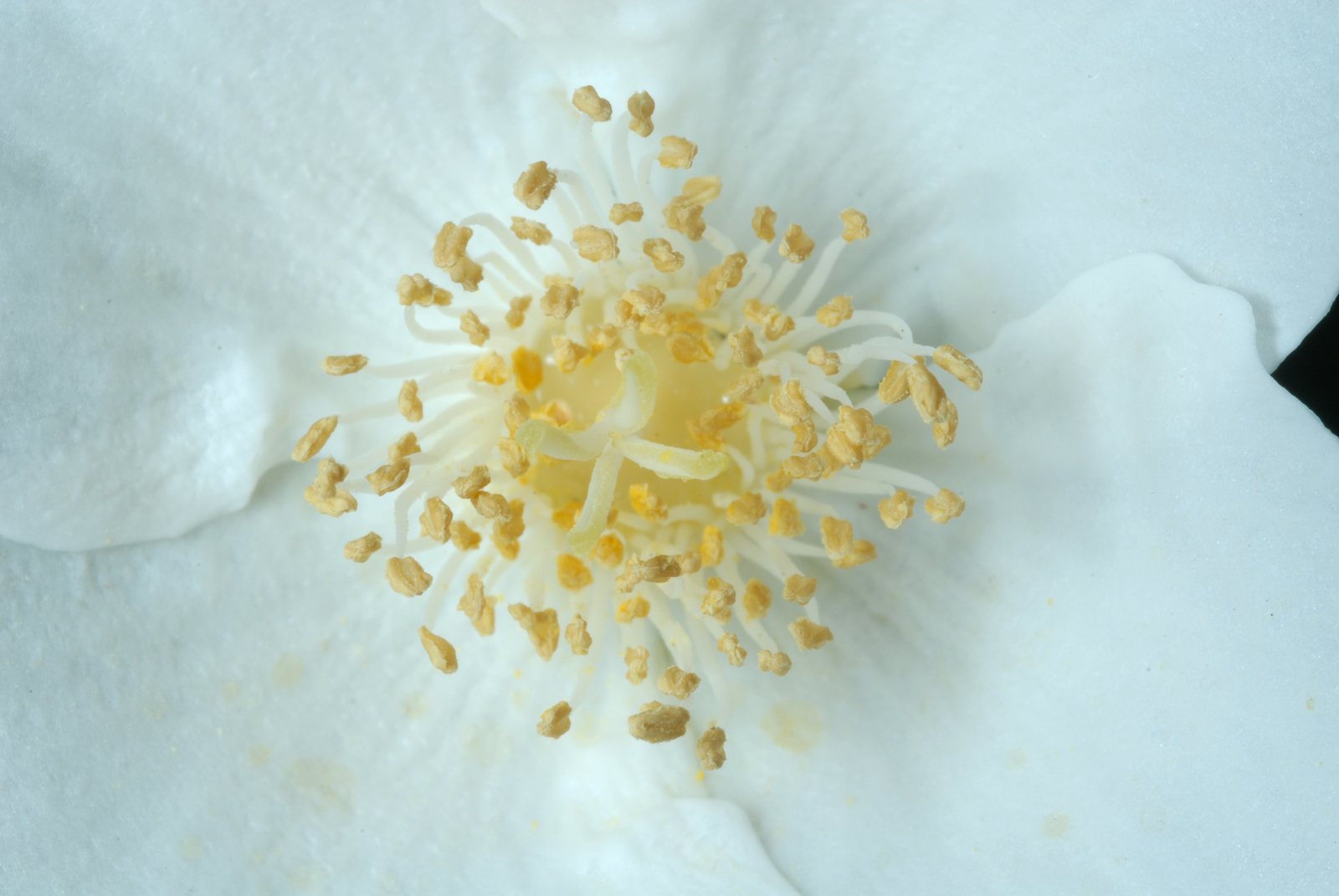 Mock orange 'Virginal'