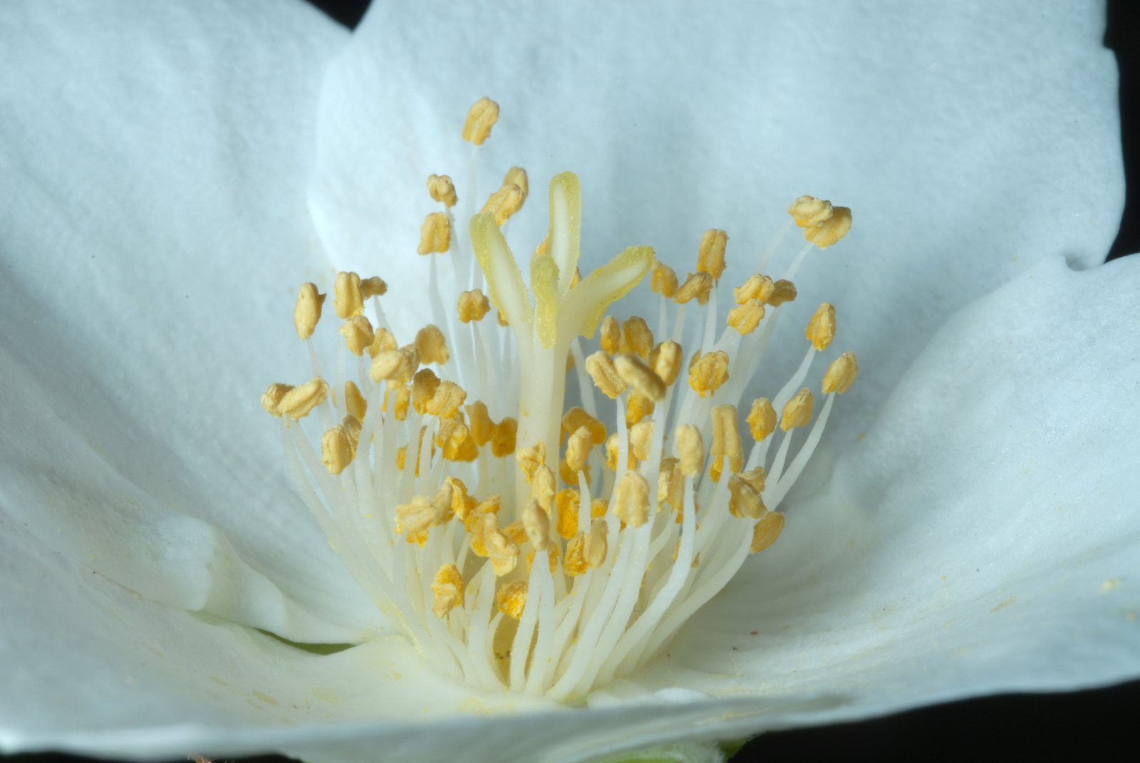 Mock orange 'Virginal'