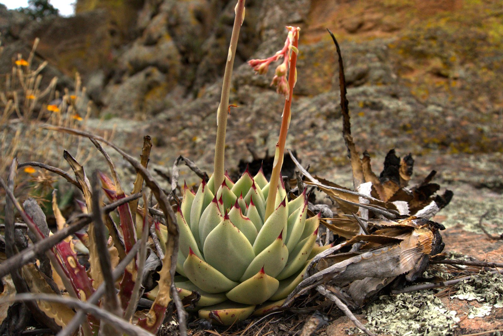 Molded wax agave