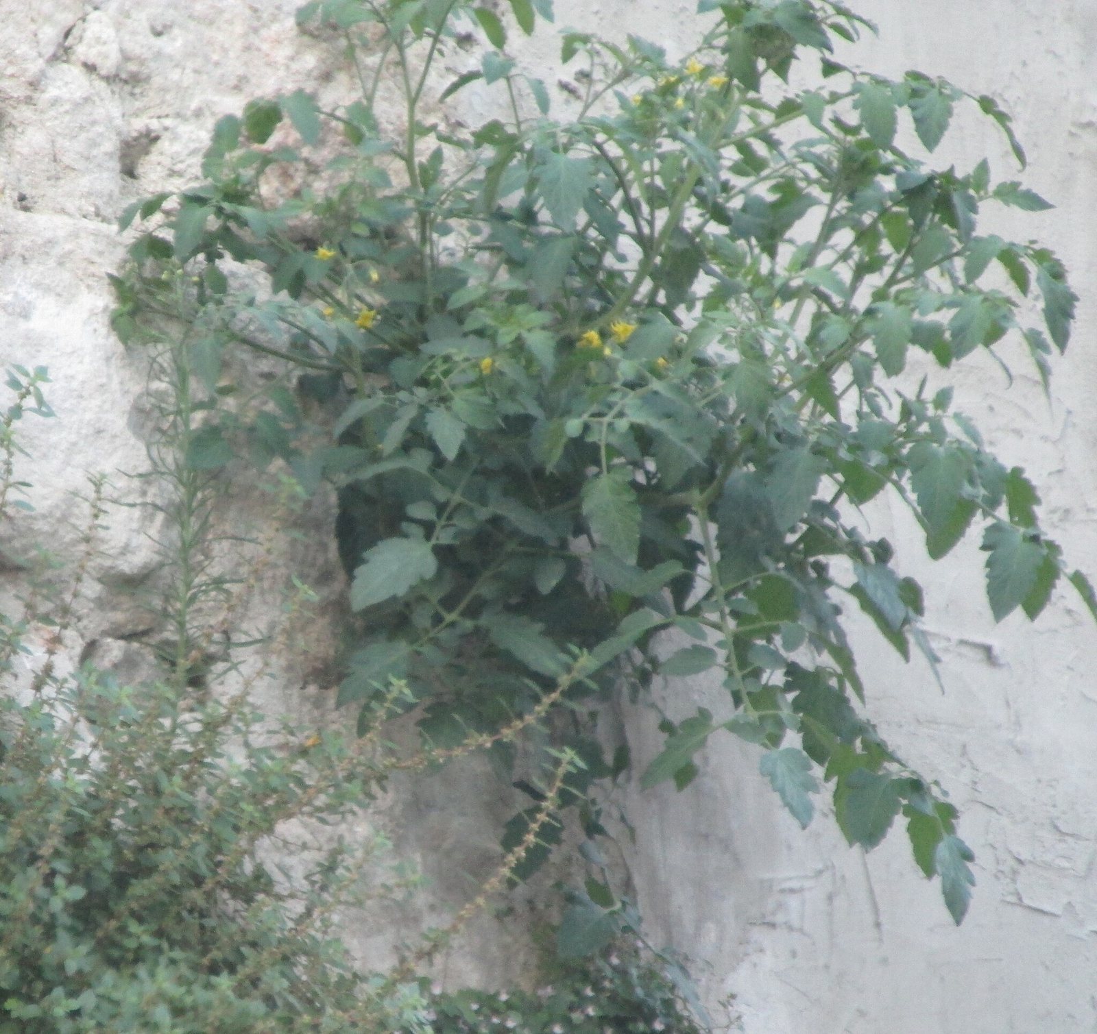 Moneymaker tomato