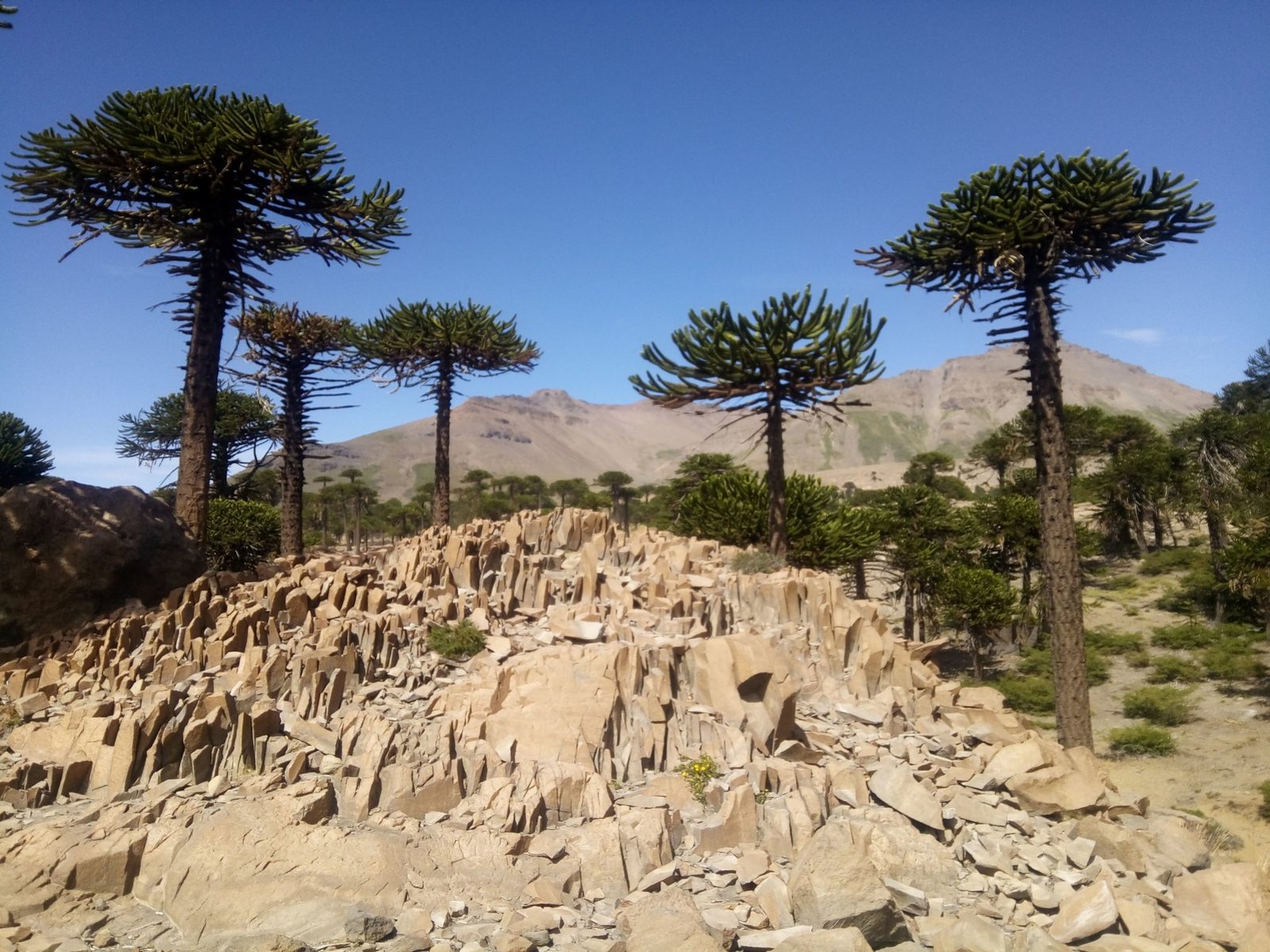 Monkey puzzle tree