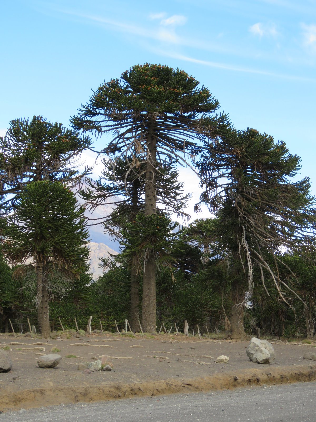 Monkey puzzle tree