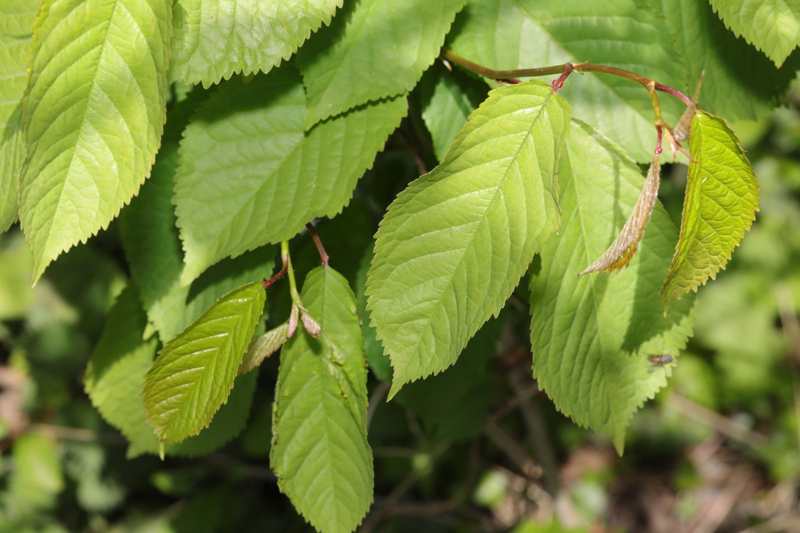 Montmorency cherry
