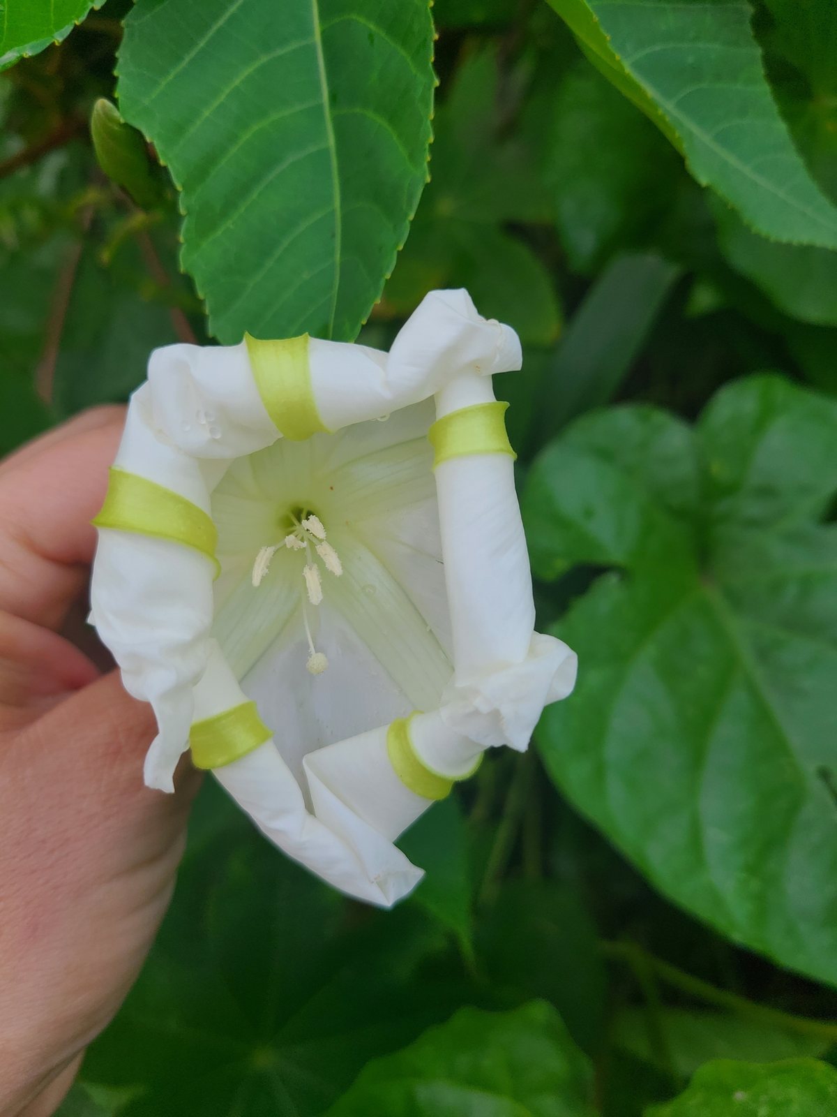 Moonflower