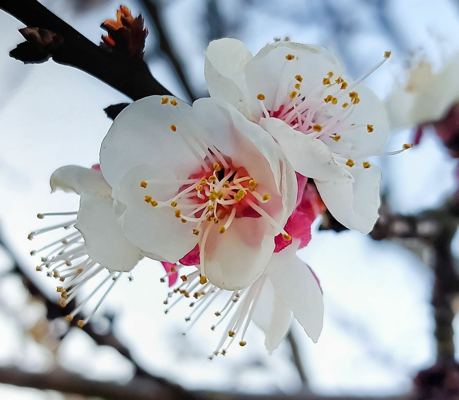 Moorpark apricot