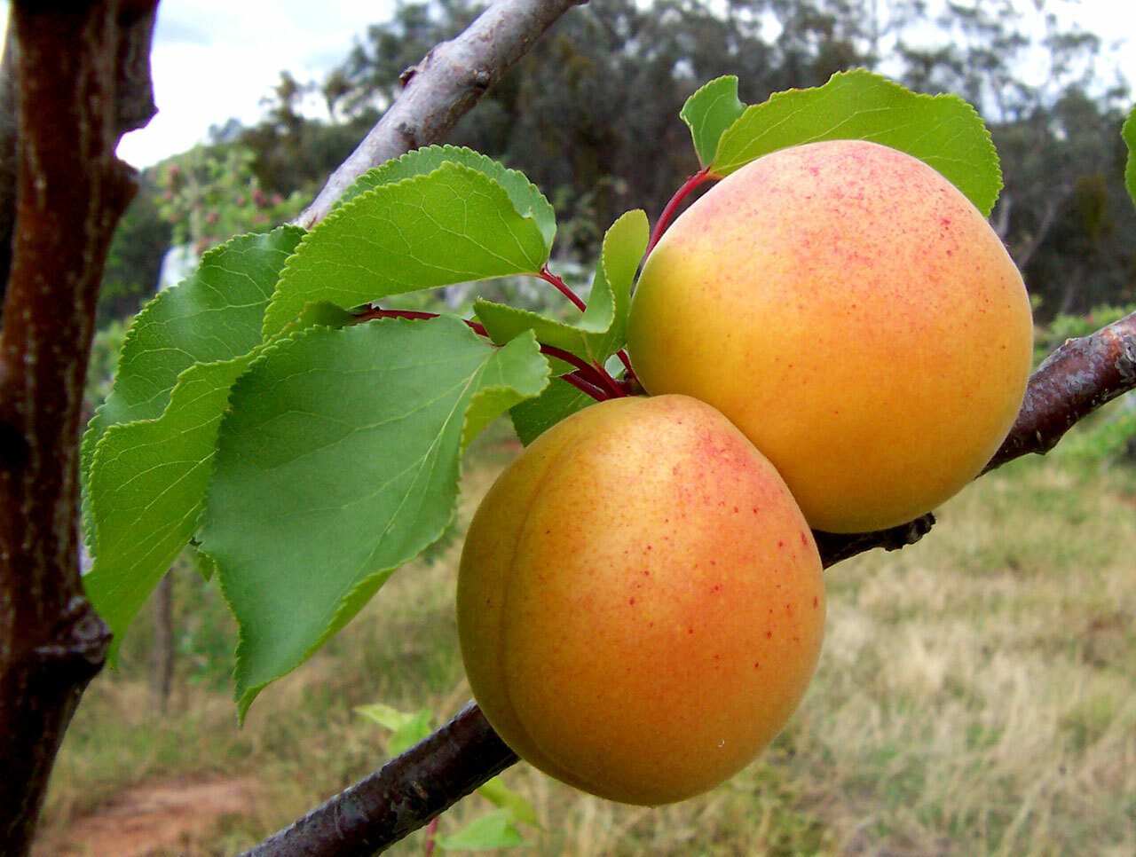 Moorpark apricot