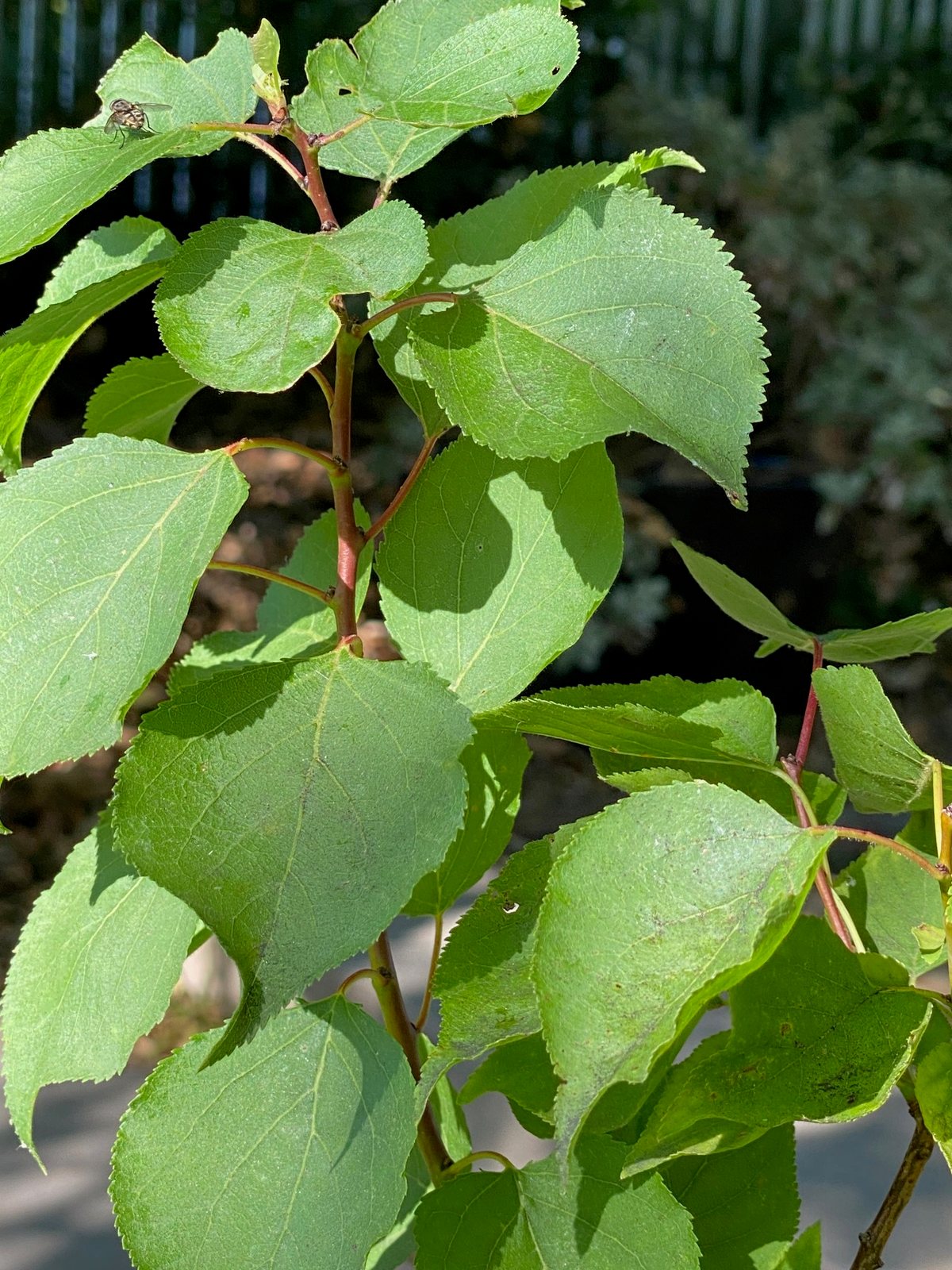 Moorpark apricot