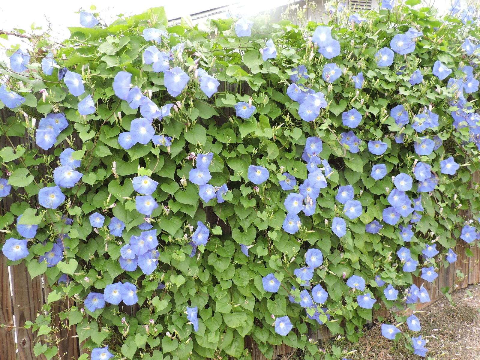 Morning glory 'Heavenly Blue'