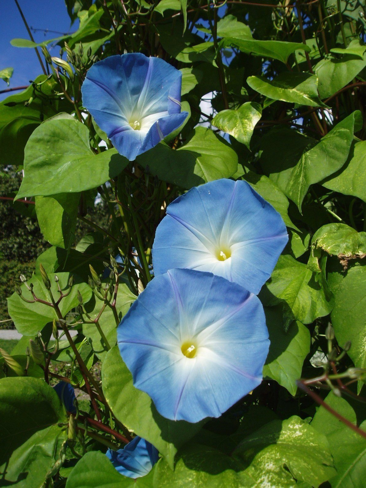 Morning glory 'Heavenly Blue'