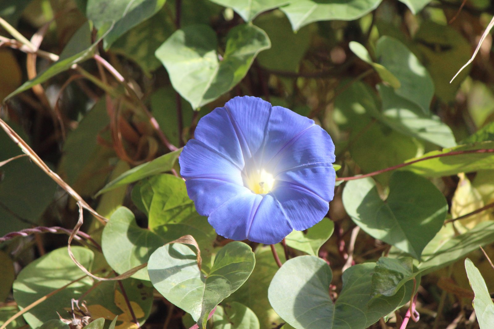 Morning glory 'Heavenly Blue'
