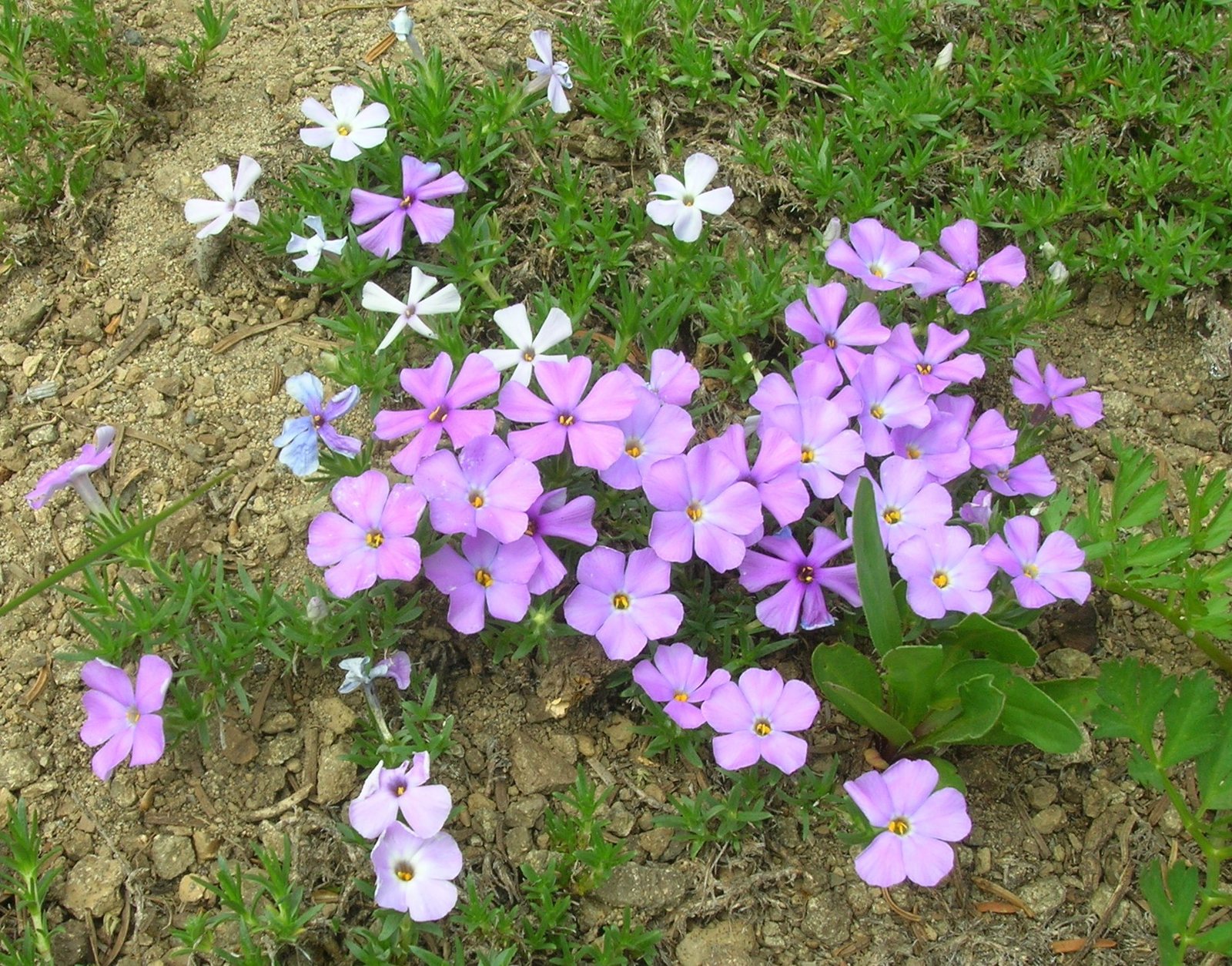 Moss phlox