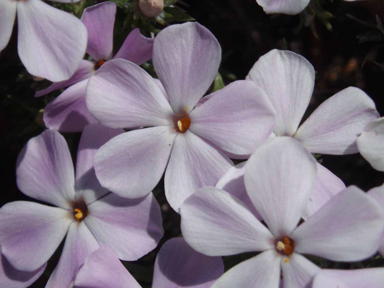 Moss phlox