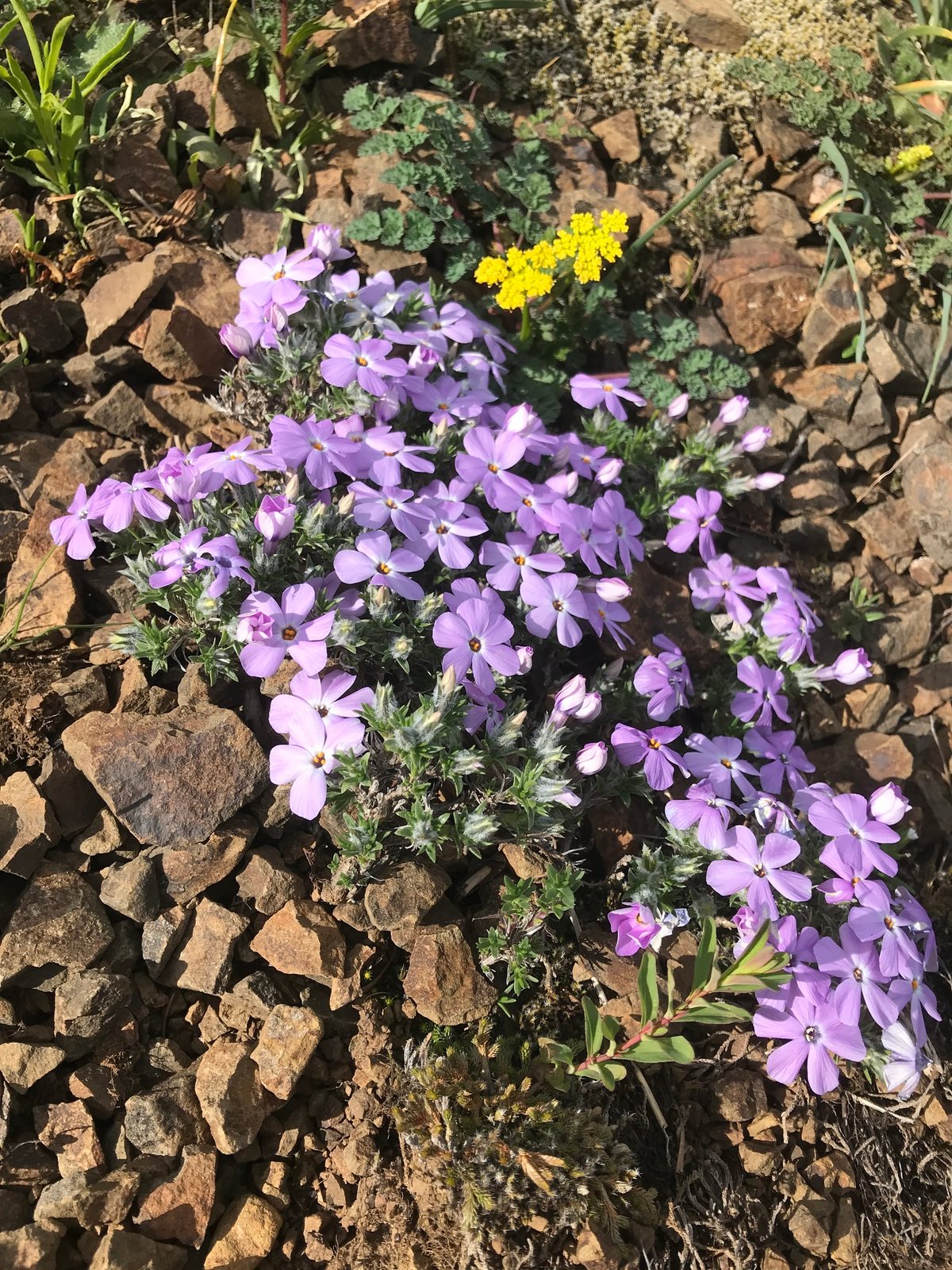 Moss phlox