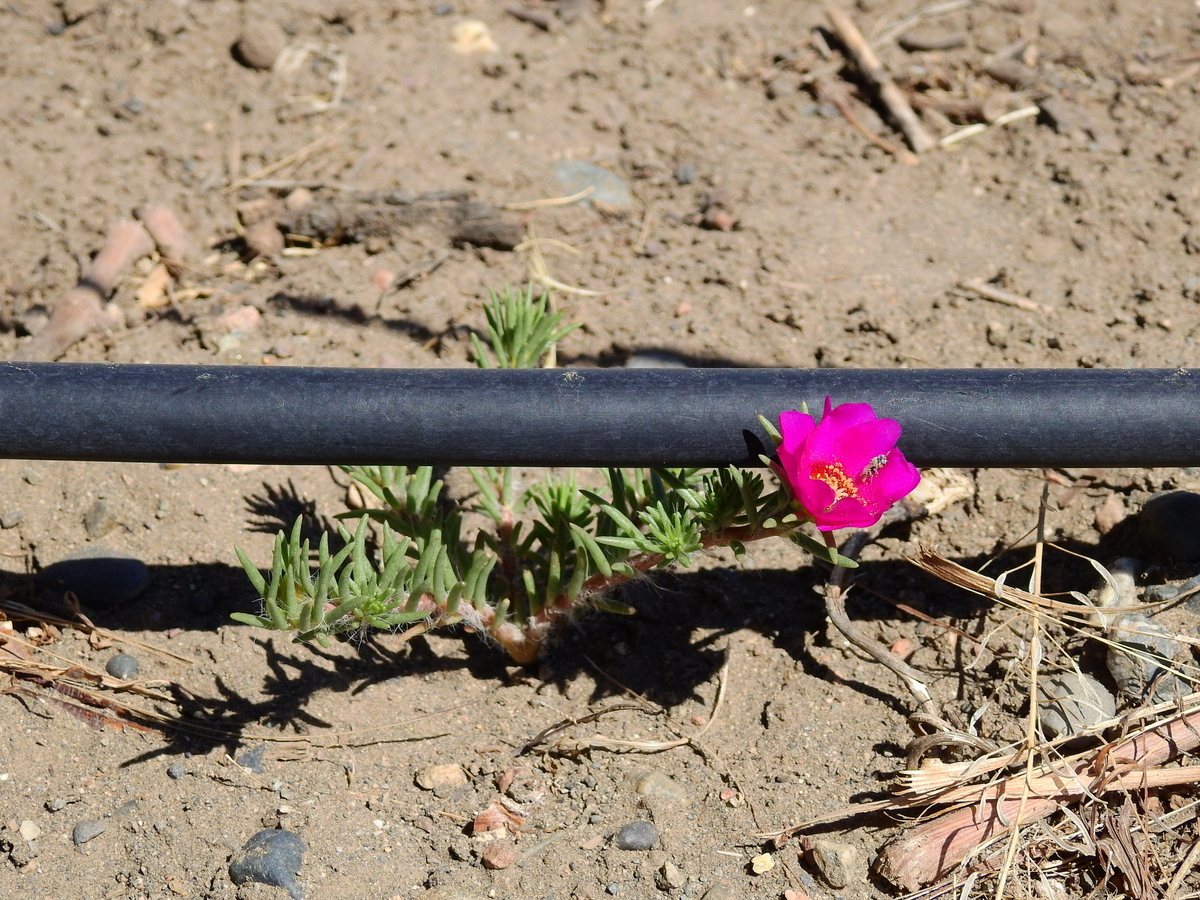 Moss rose