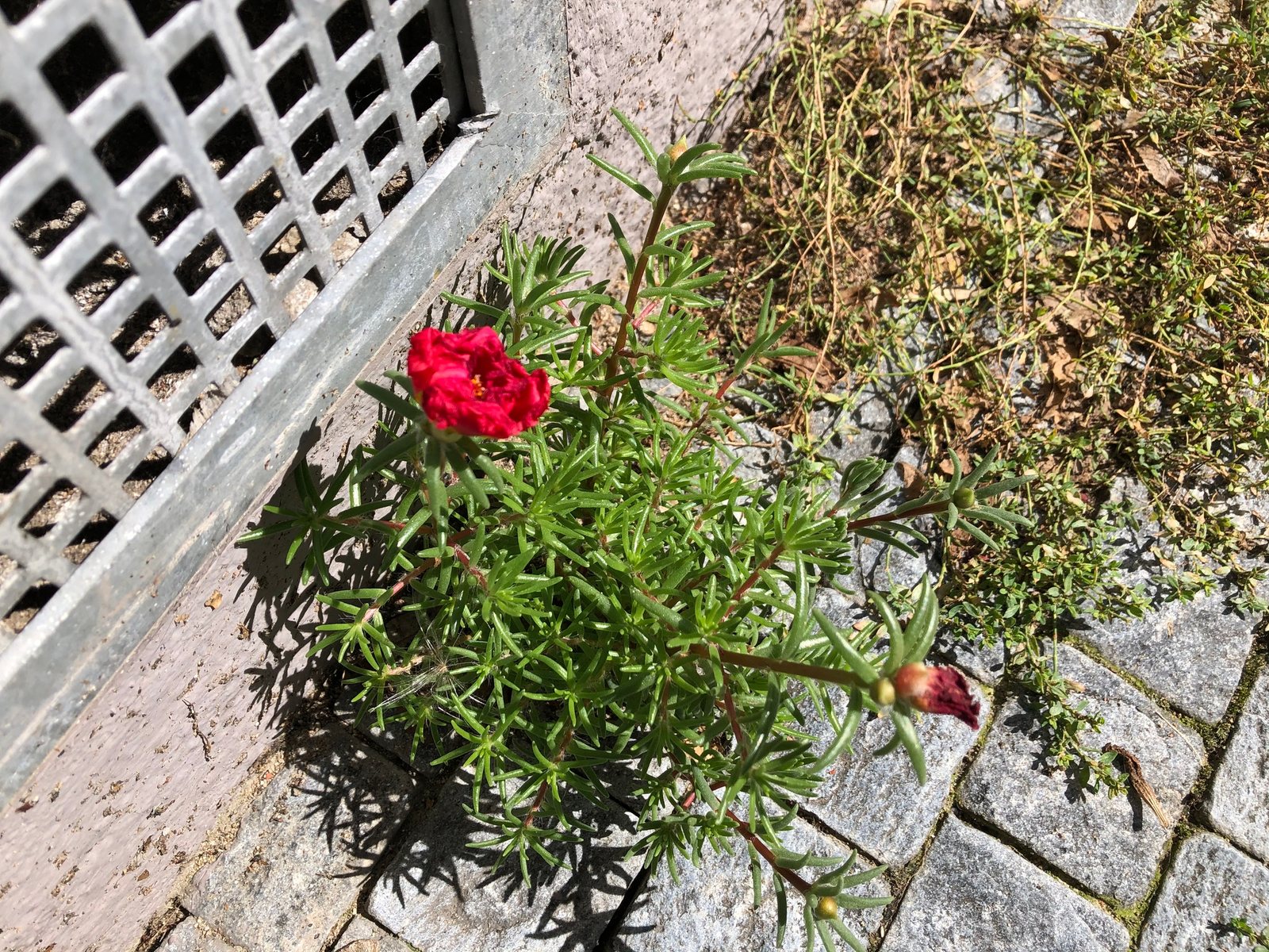 Moss rose