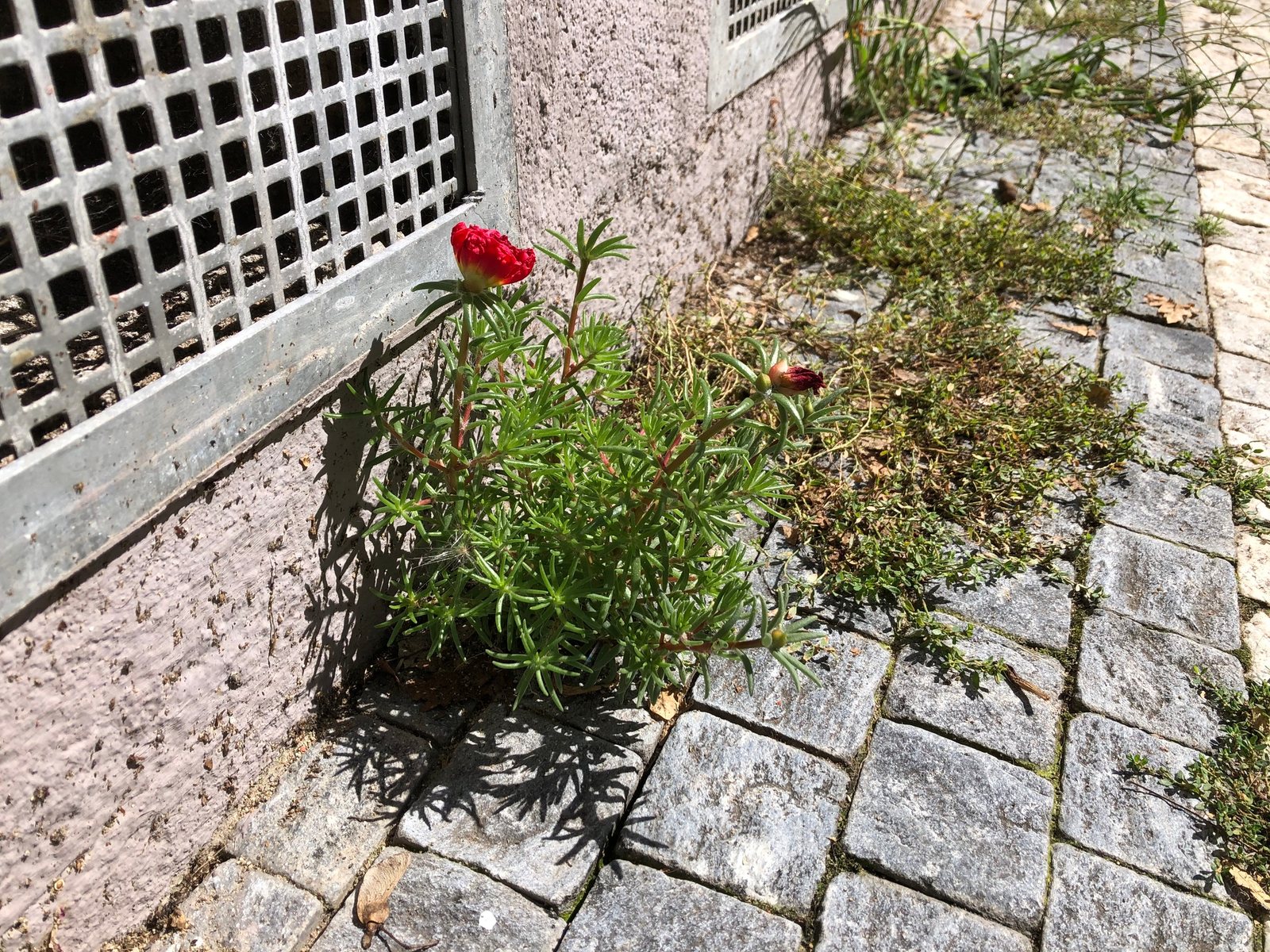 Moss rose