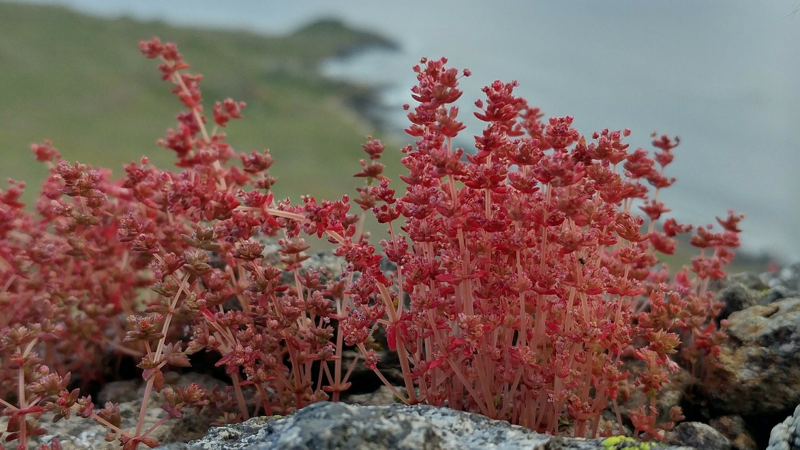 Mossy saxifrage 'Peter Pan'