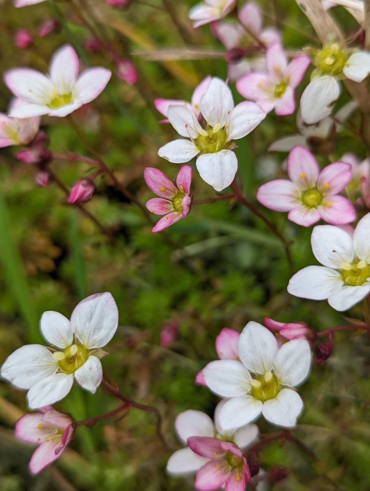 Mossy saxifrage