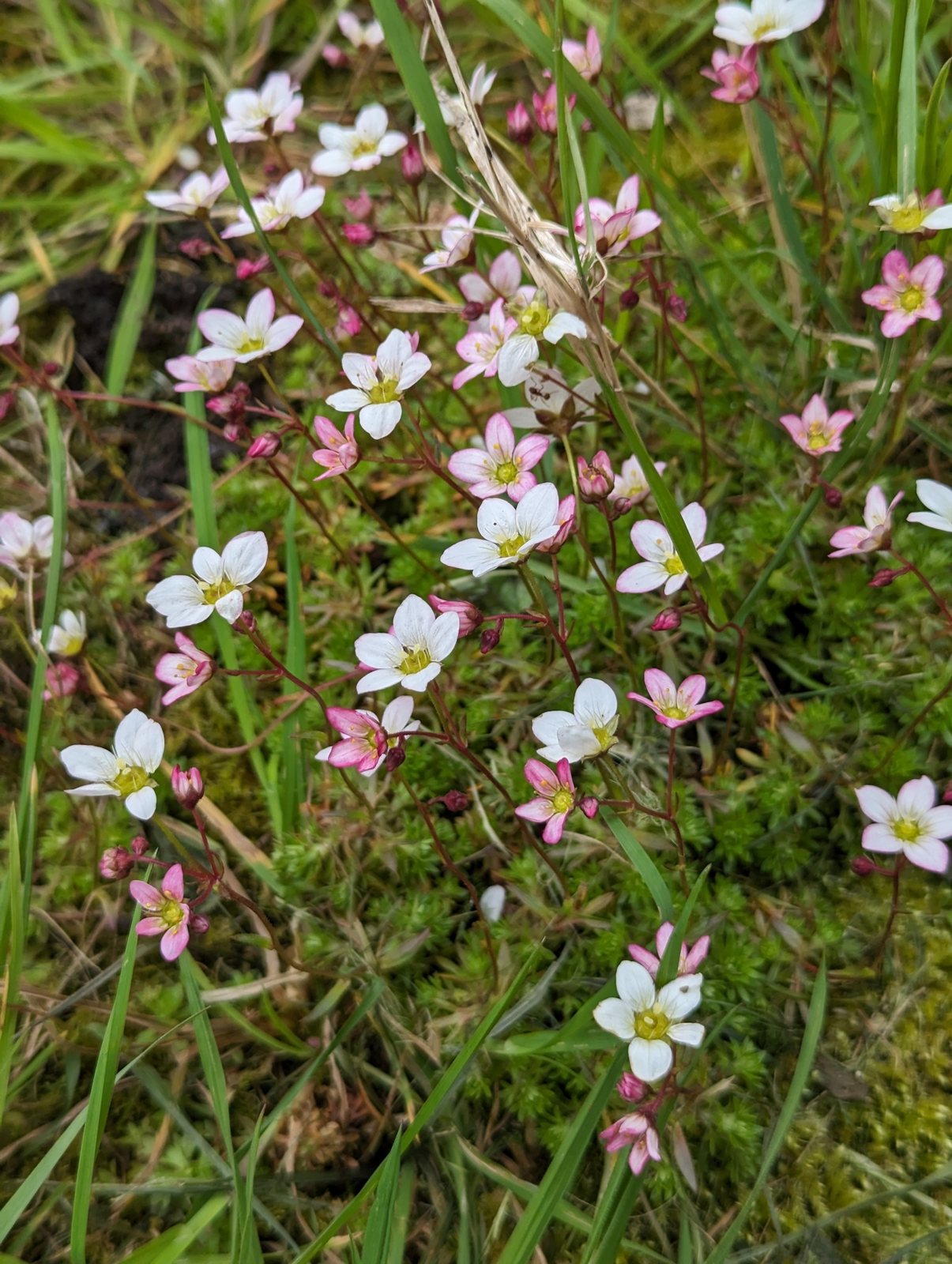 Mossy saxifrage
