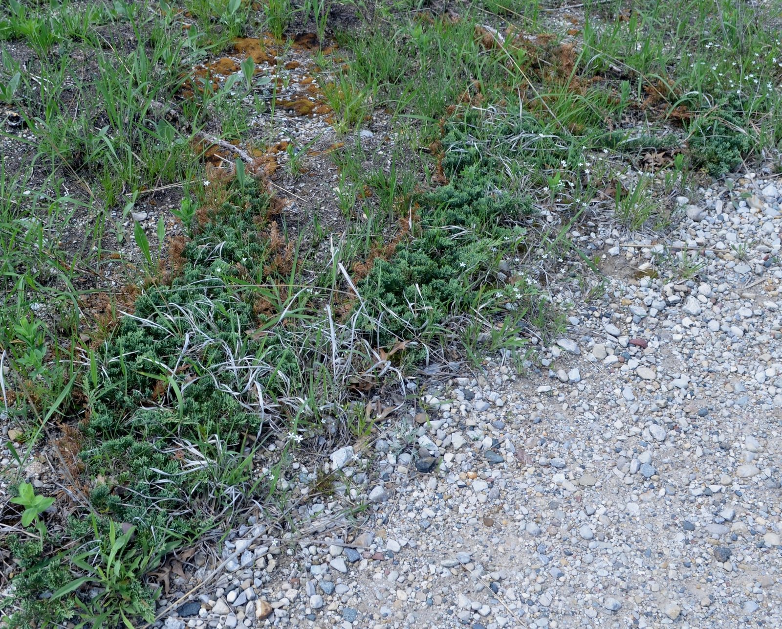 Mother Lode juniper