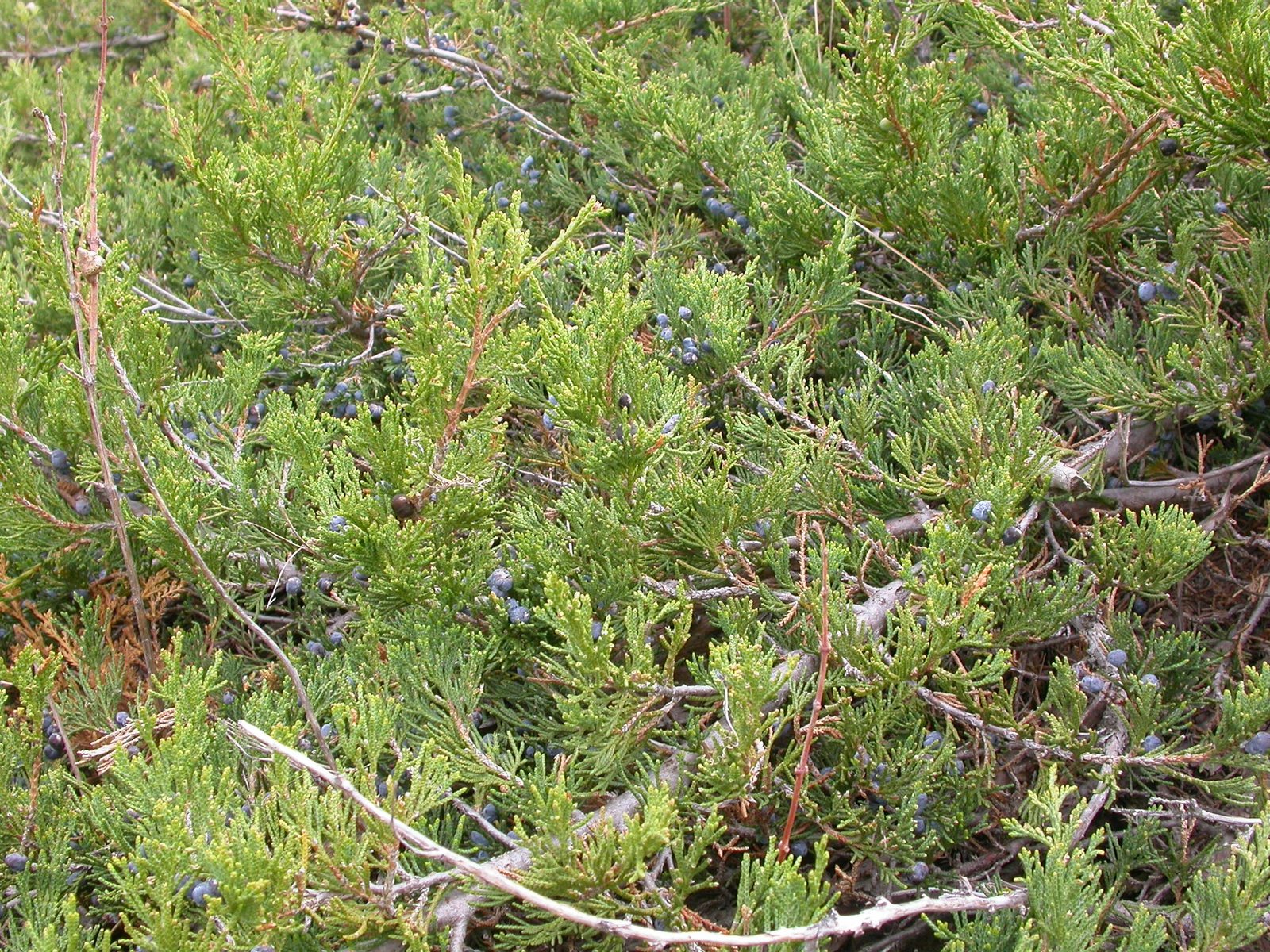 Mother Lode juniper