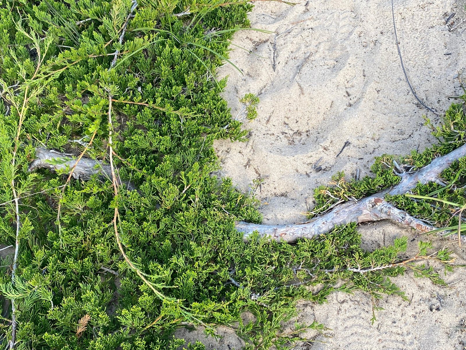Mother Lode juniper