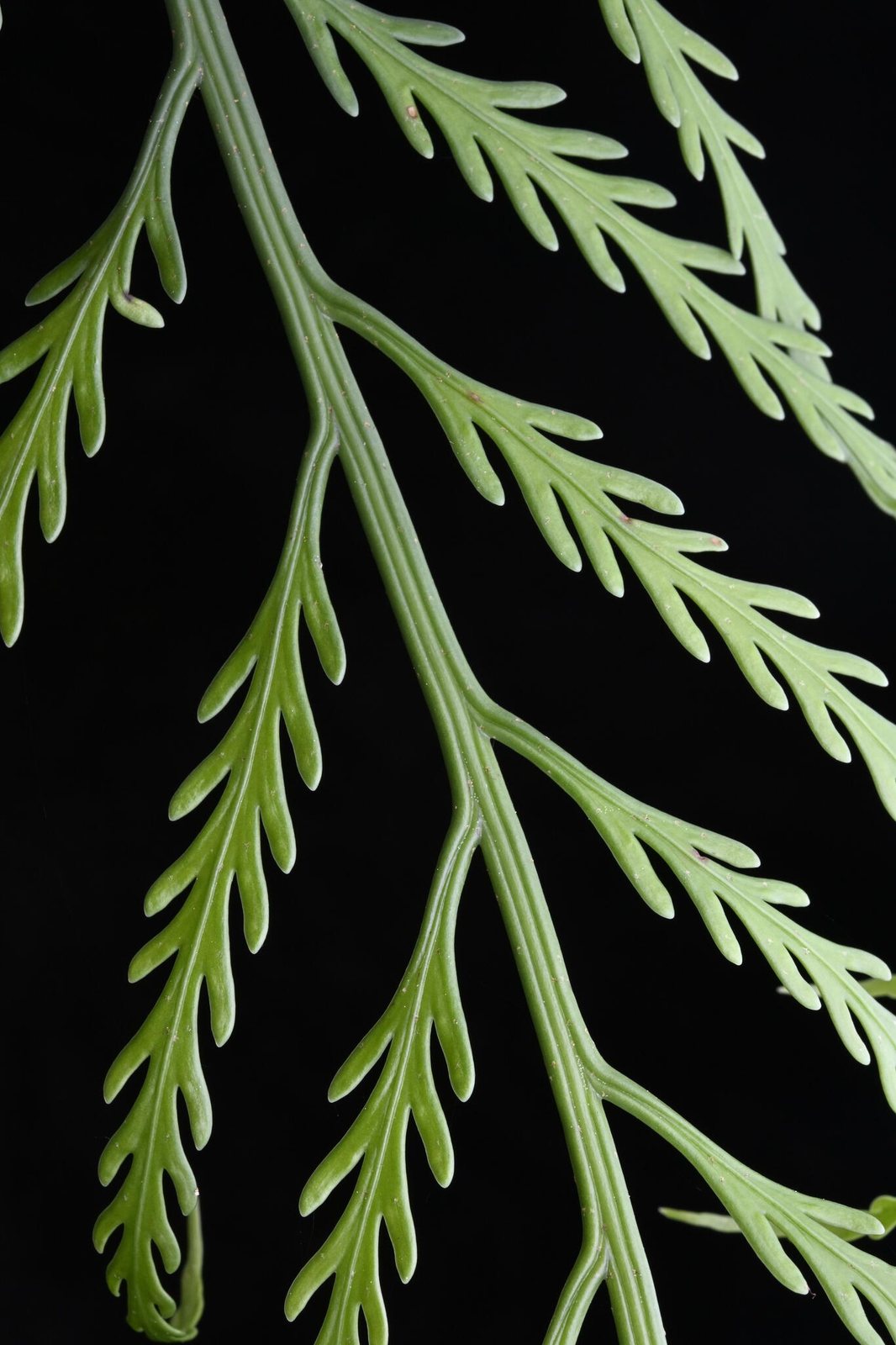Mother spleenwort