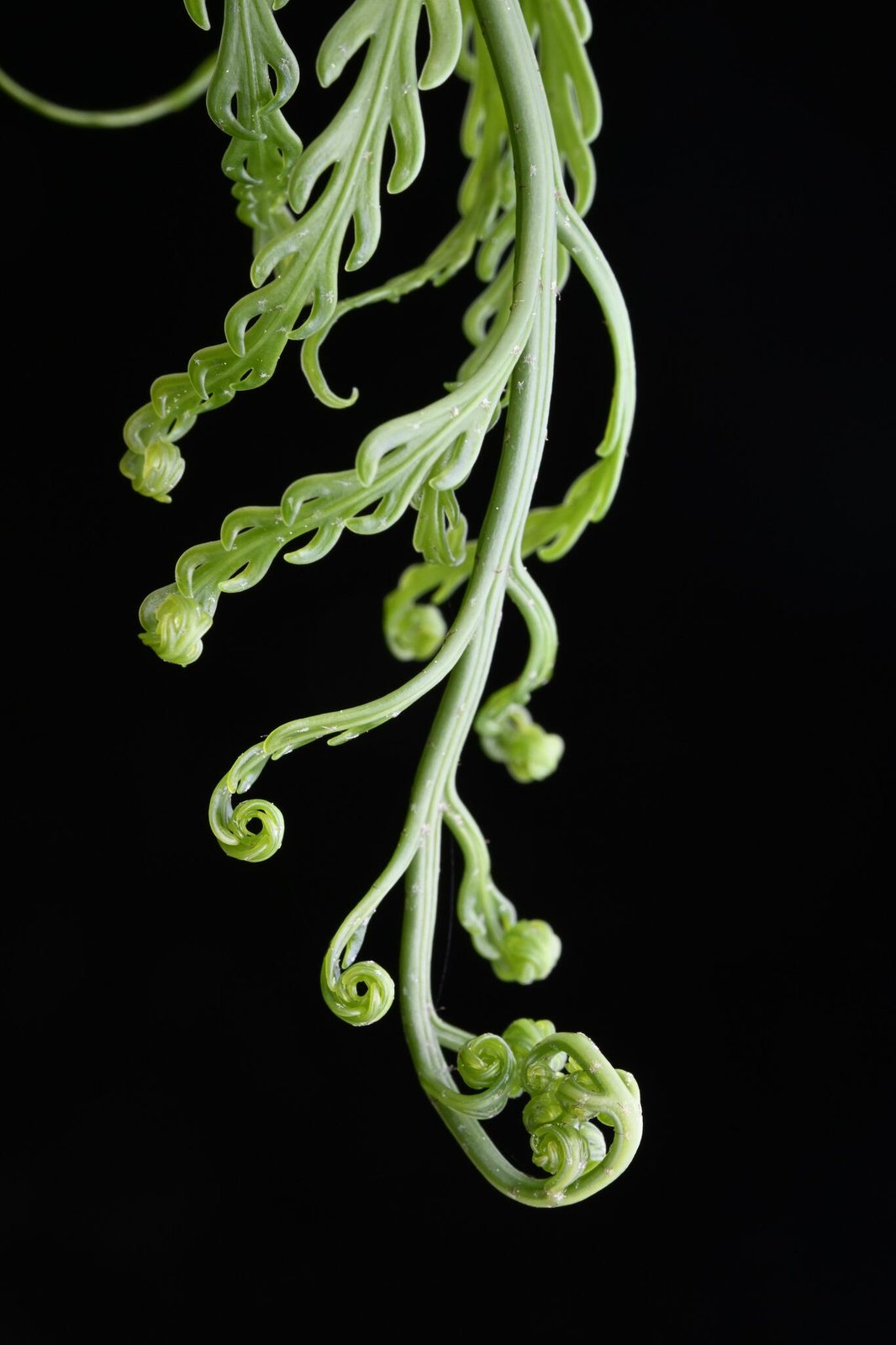 Mother spleenwort
