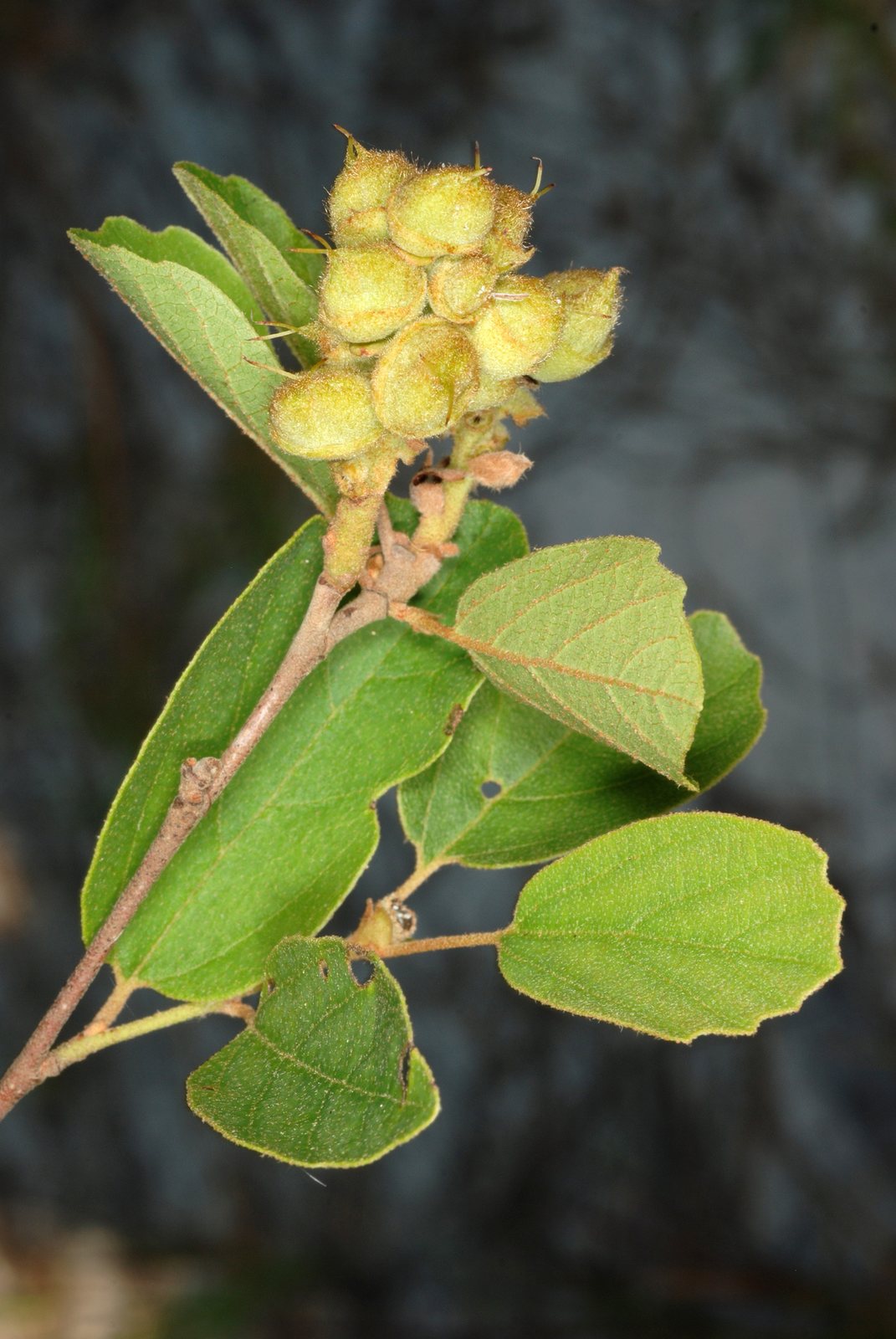 Mount Airy fothergilla