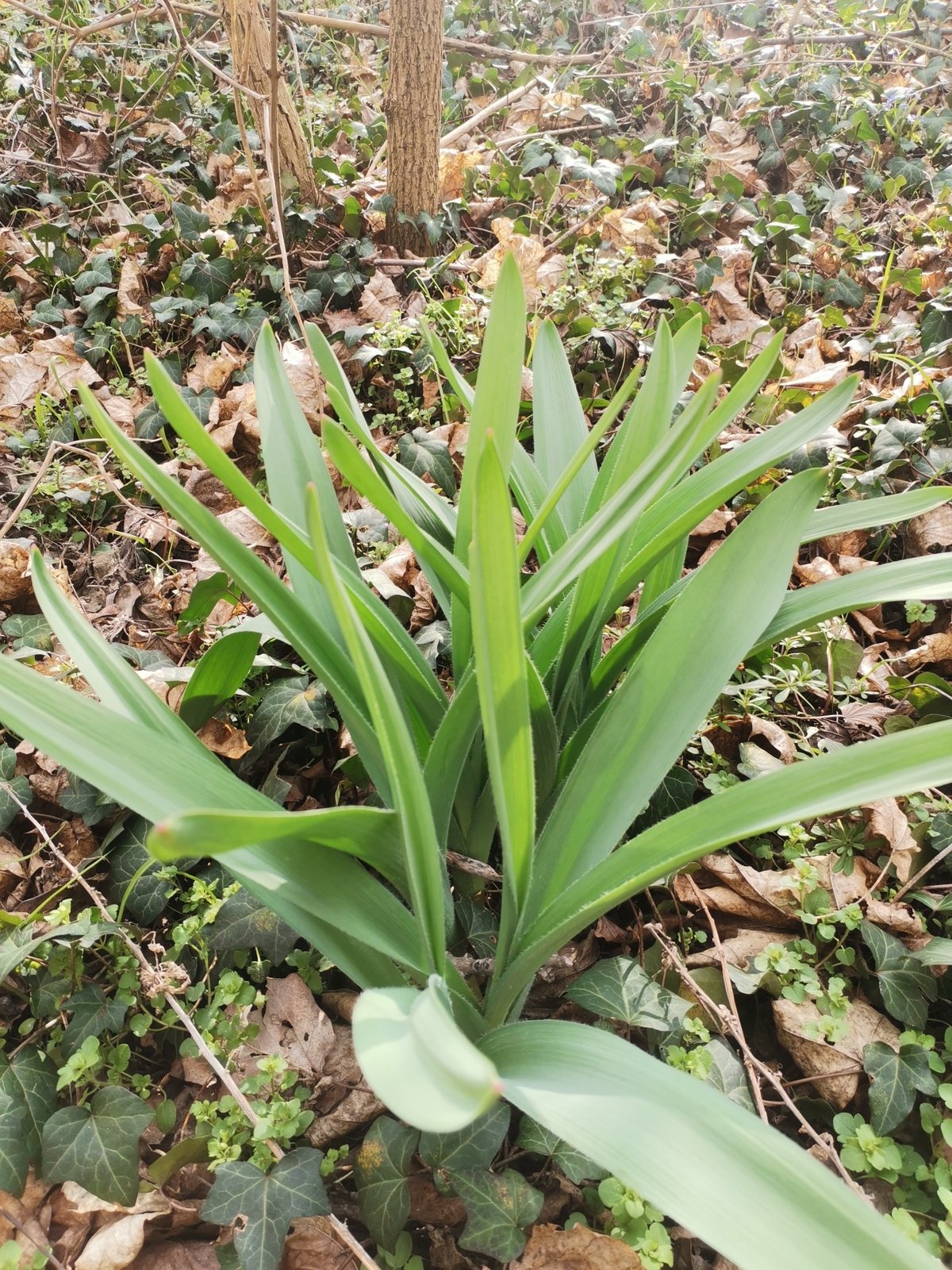 Mount Everest ornamental onion