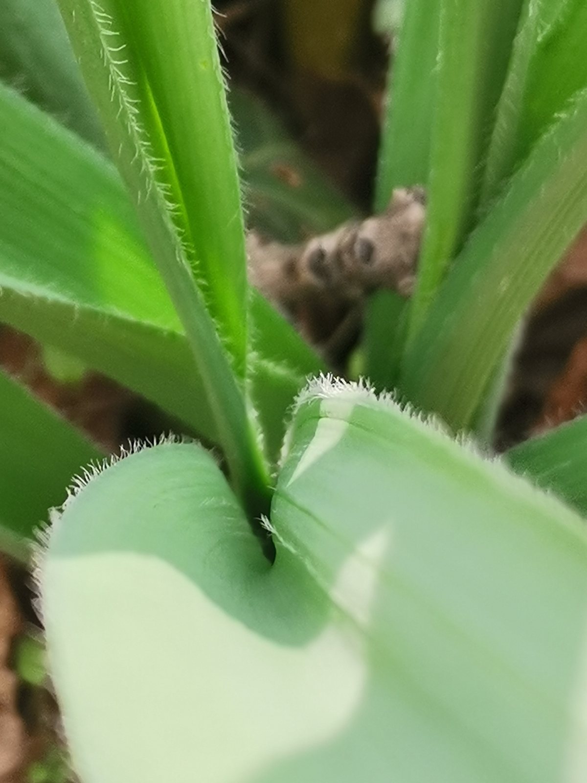 Mount Everest ornamental onion