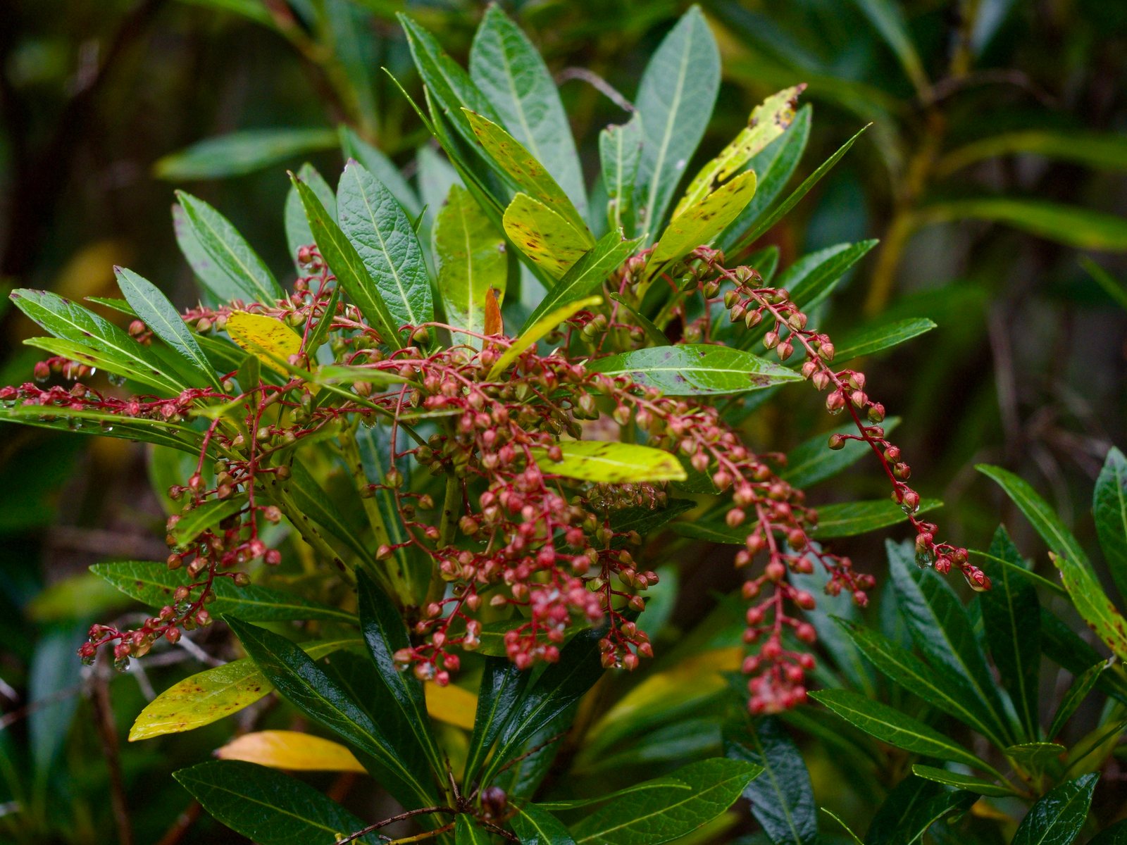 Mountain Fire pieris