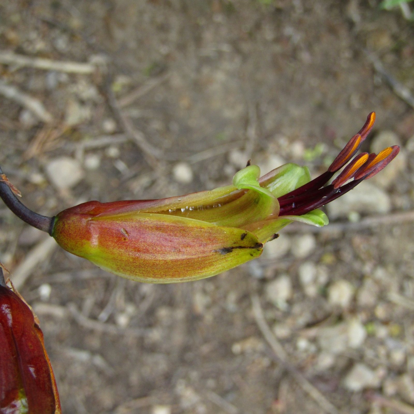 Mountain flax