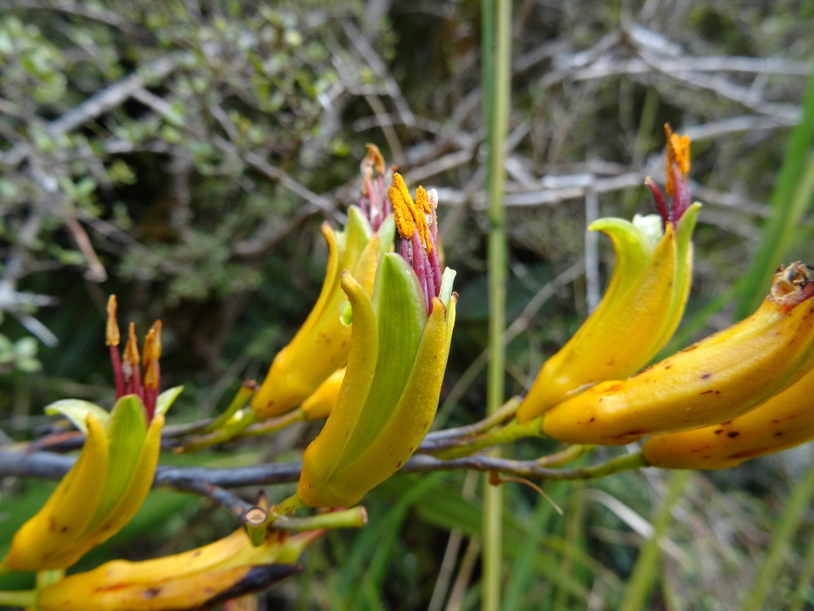 Mountain flax