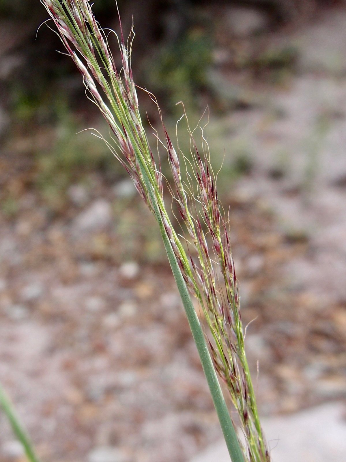 Mountain muhly