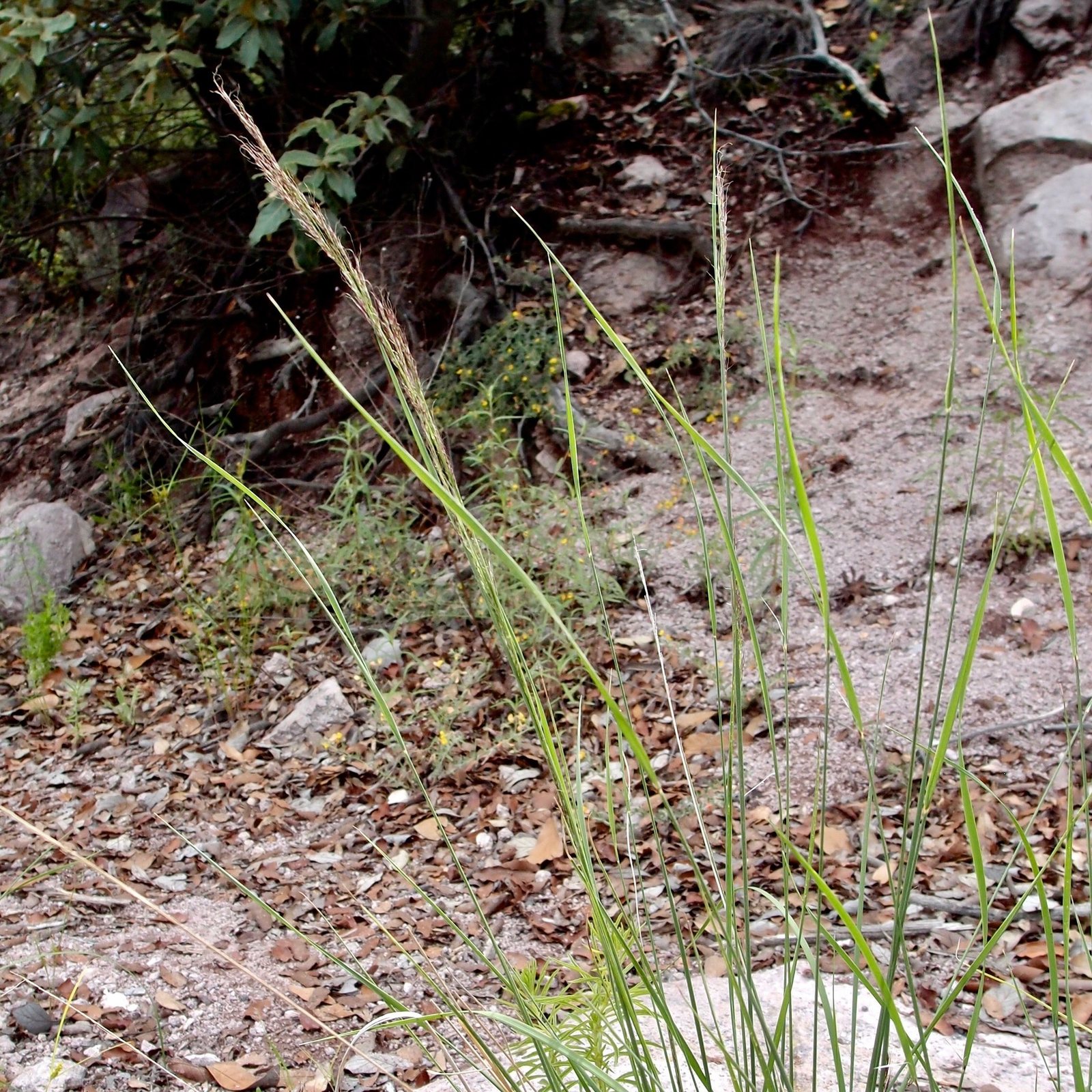 Mountain muhly