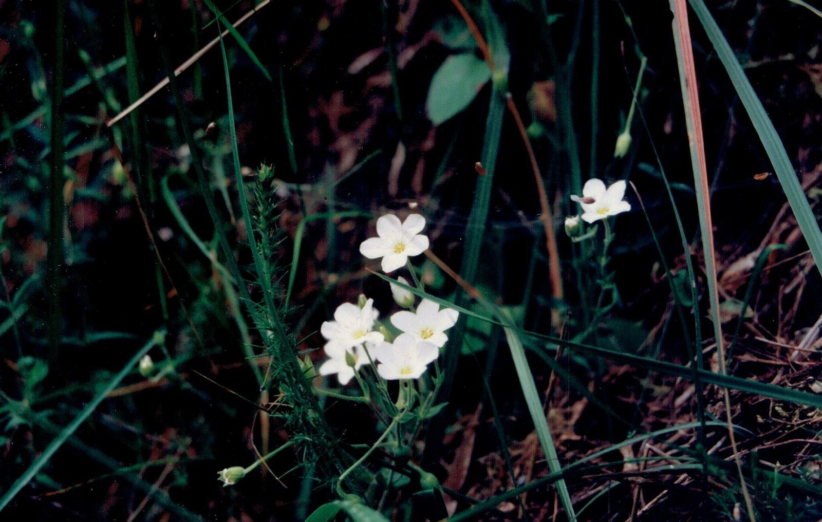 Mountain sandwort