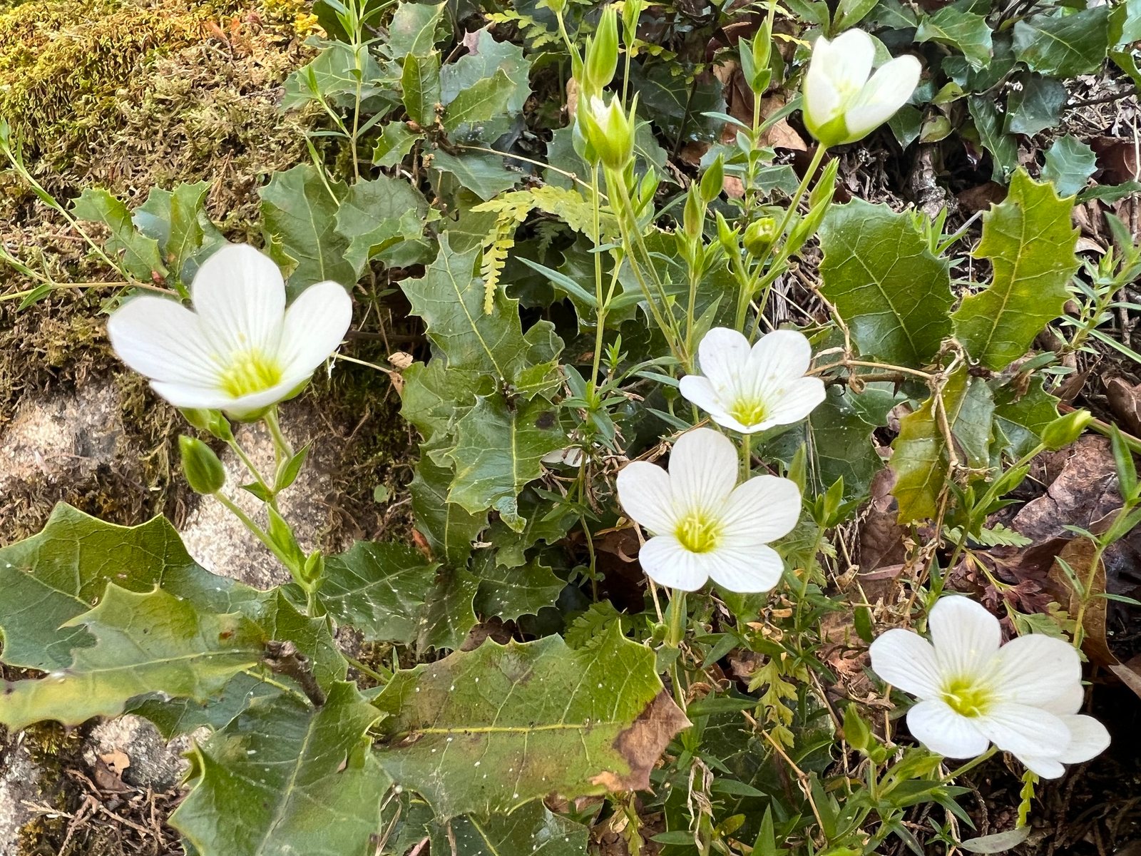 Mountain sandwort
