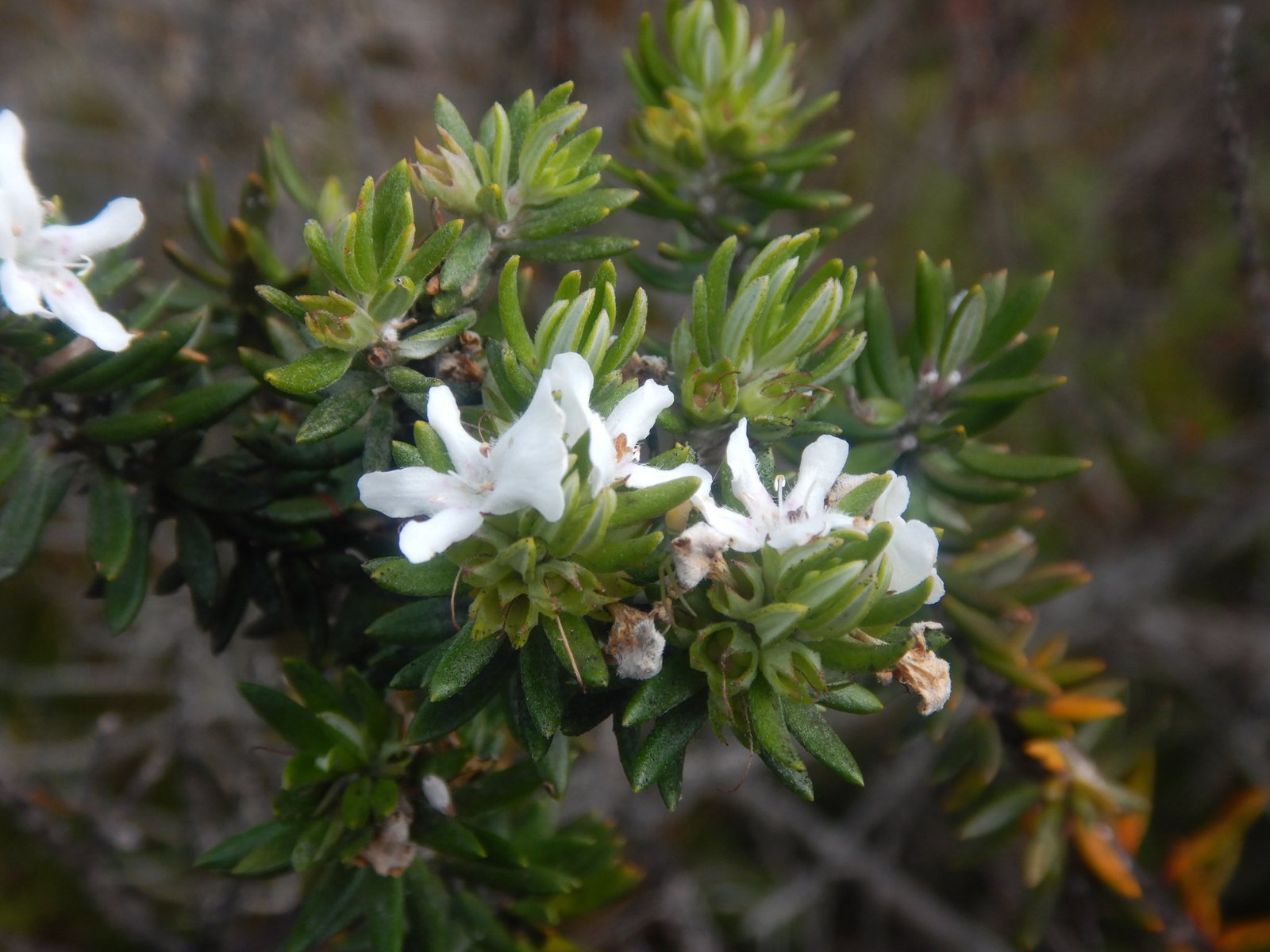 Mundi coastal rosemary