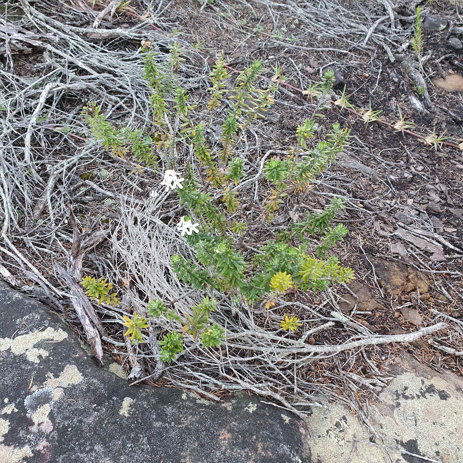 Mundi coastal rosemary