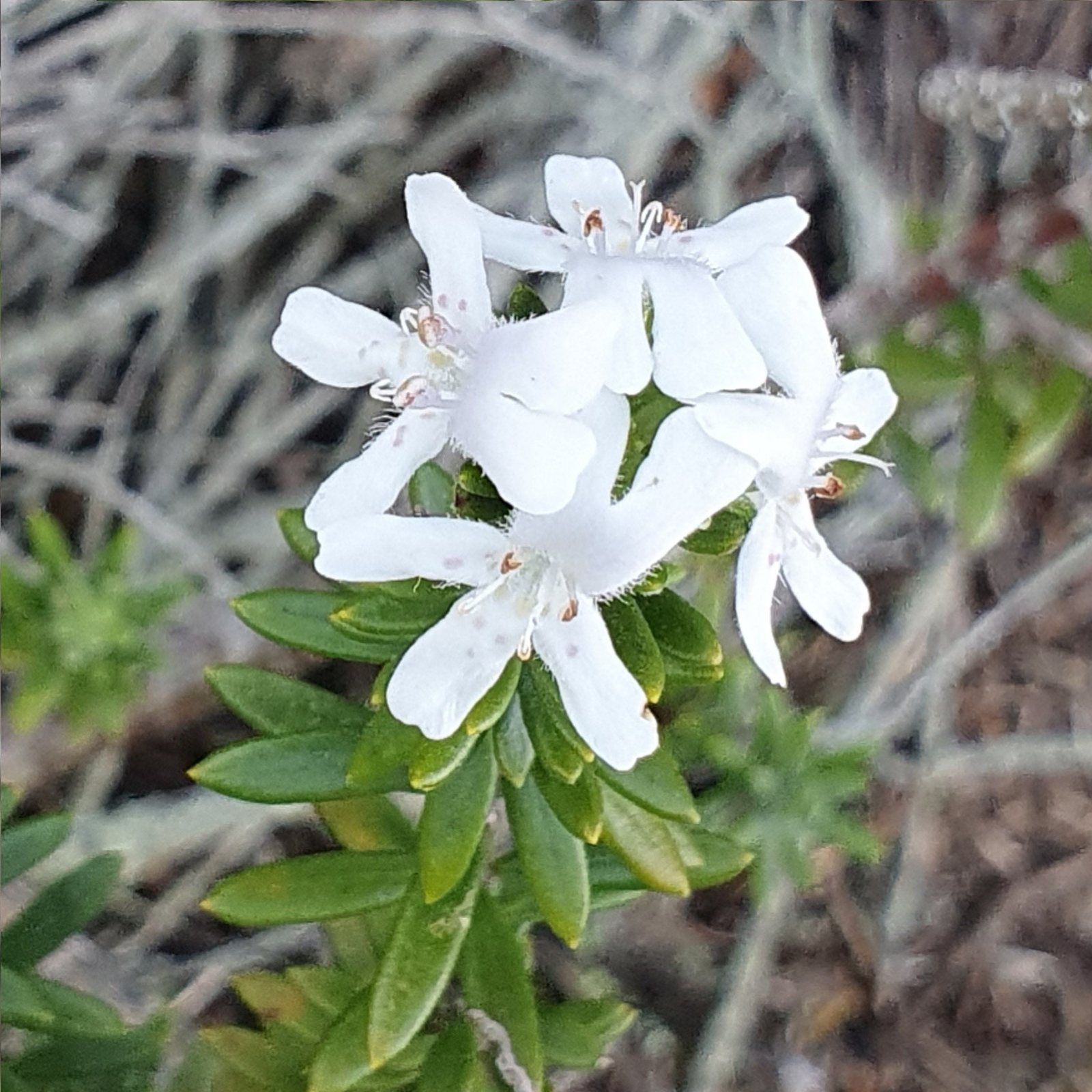 Mundi coastal rosemary