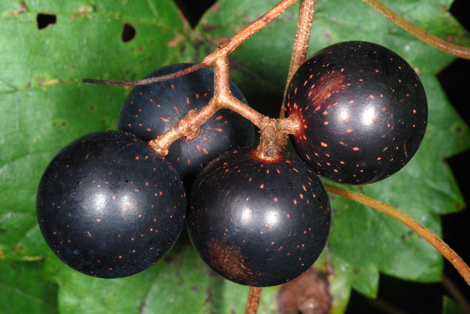 Muscadine grape