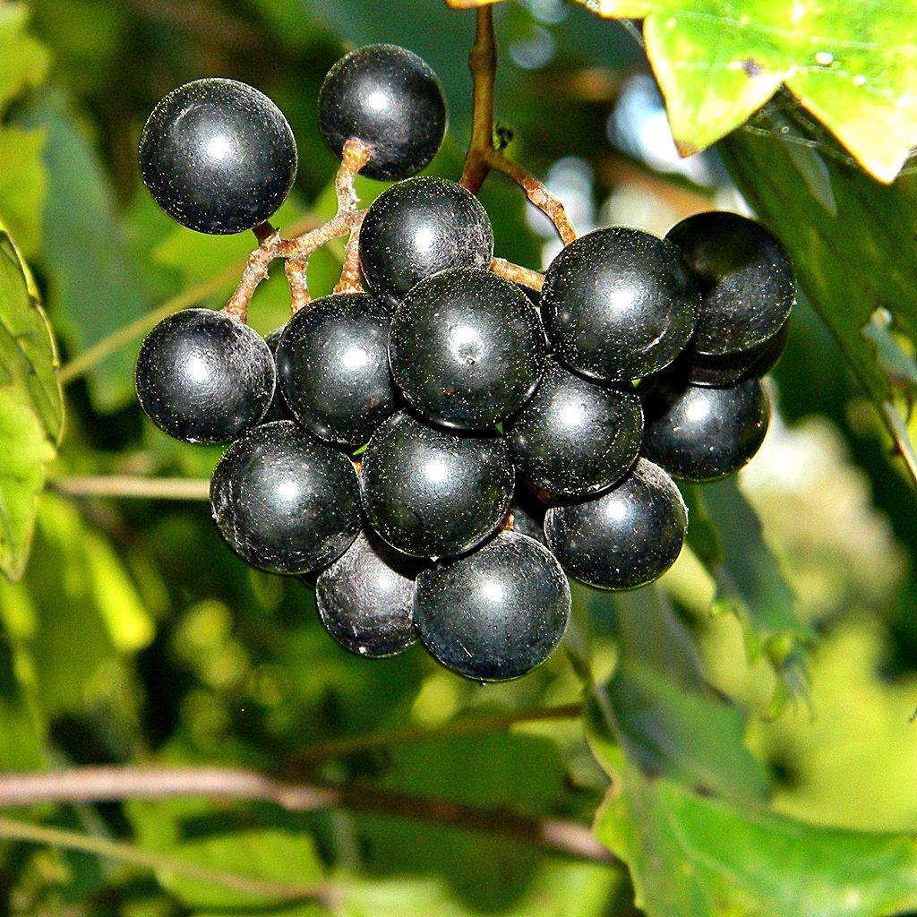 Muscadine grape