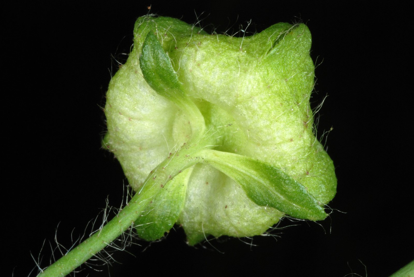 Musk mallow